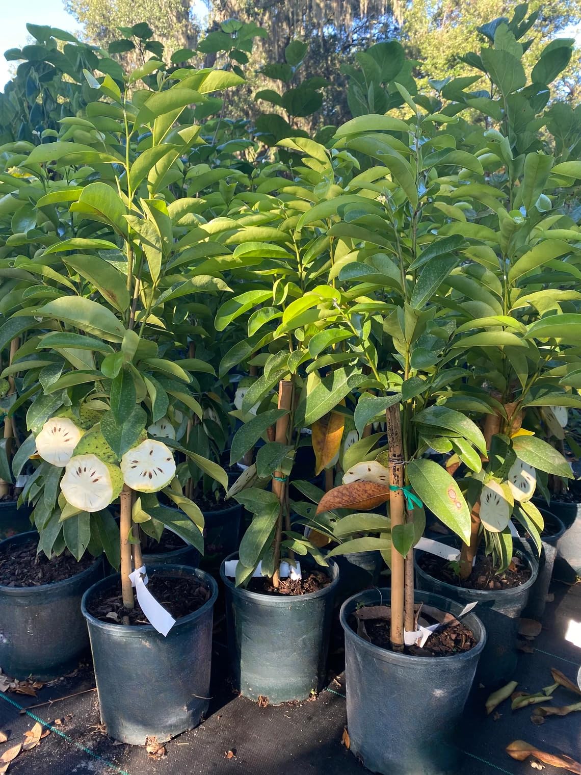 3 Years Grafted Soursop Tree Live Plant 2-3 Feet Tall in 1 Gallon, Sweet Annona Muricata Guanabana for Outdoor Planting, No CA, Ready to Bear Fruit