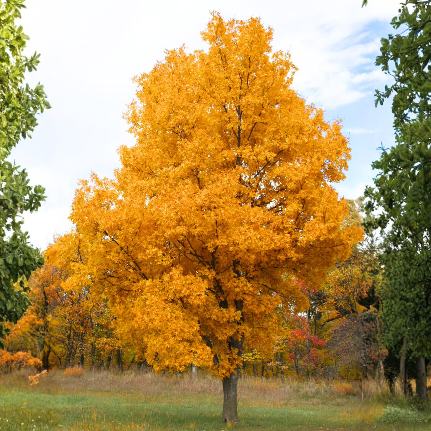 1 Year Old Hickory Tree Live Plant, Cold Hardy, Dormant, White Walnut Butternut Like, Walnuts Trees for Garden Planting, 6-12" Tall
