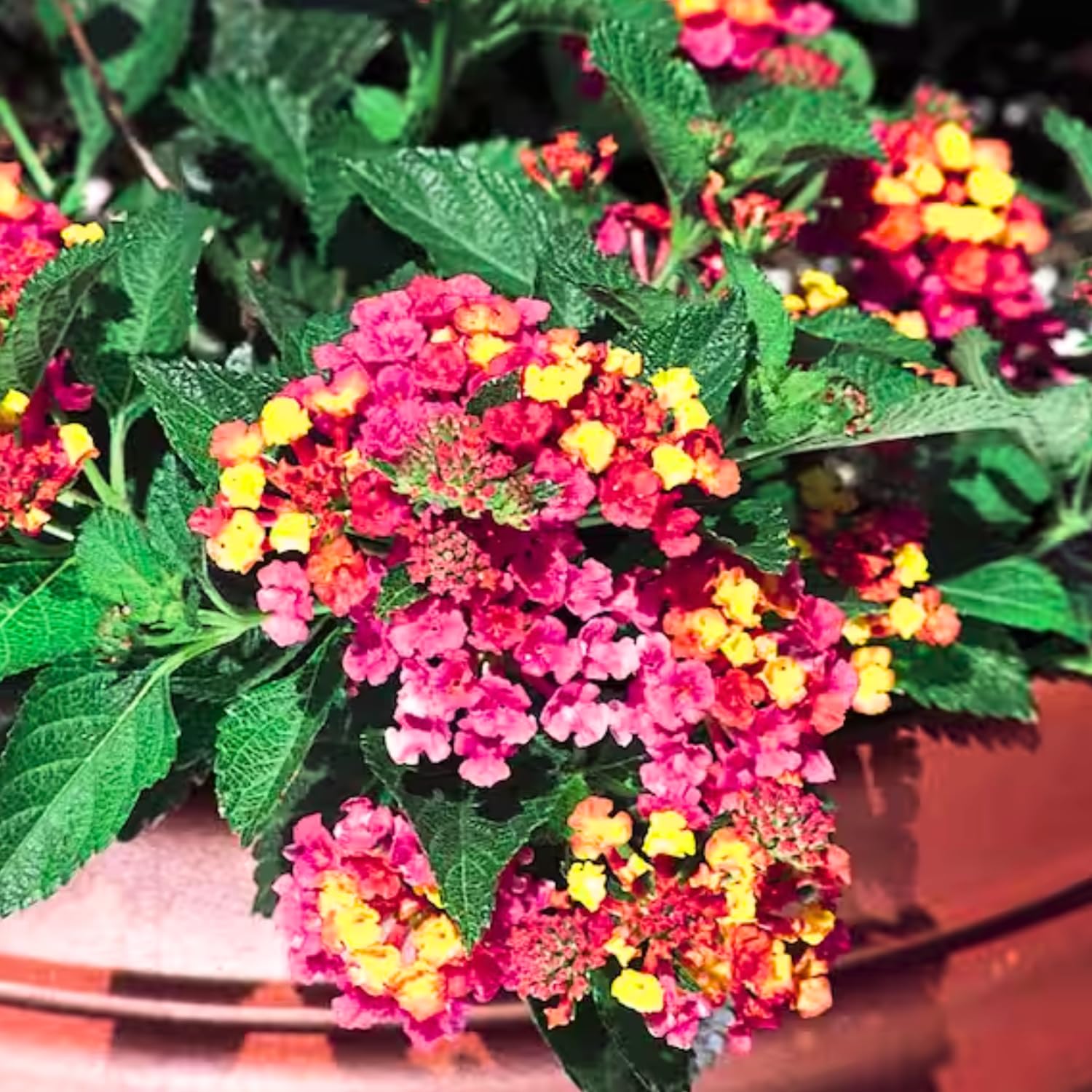 2 Lantana Plants Live, Lantanas Live Plants for Planting Indoor Outdoors, Perennial Flowers, 4-9 Inch Tall Well-Rooted (Multicolor Lantana)