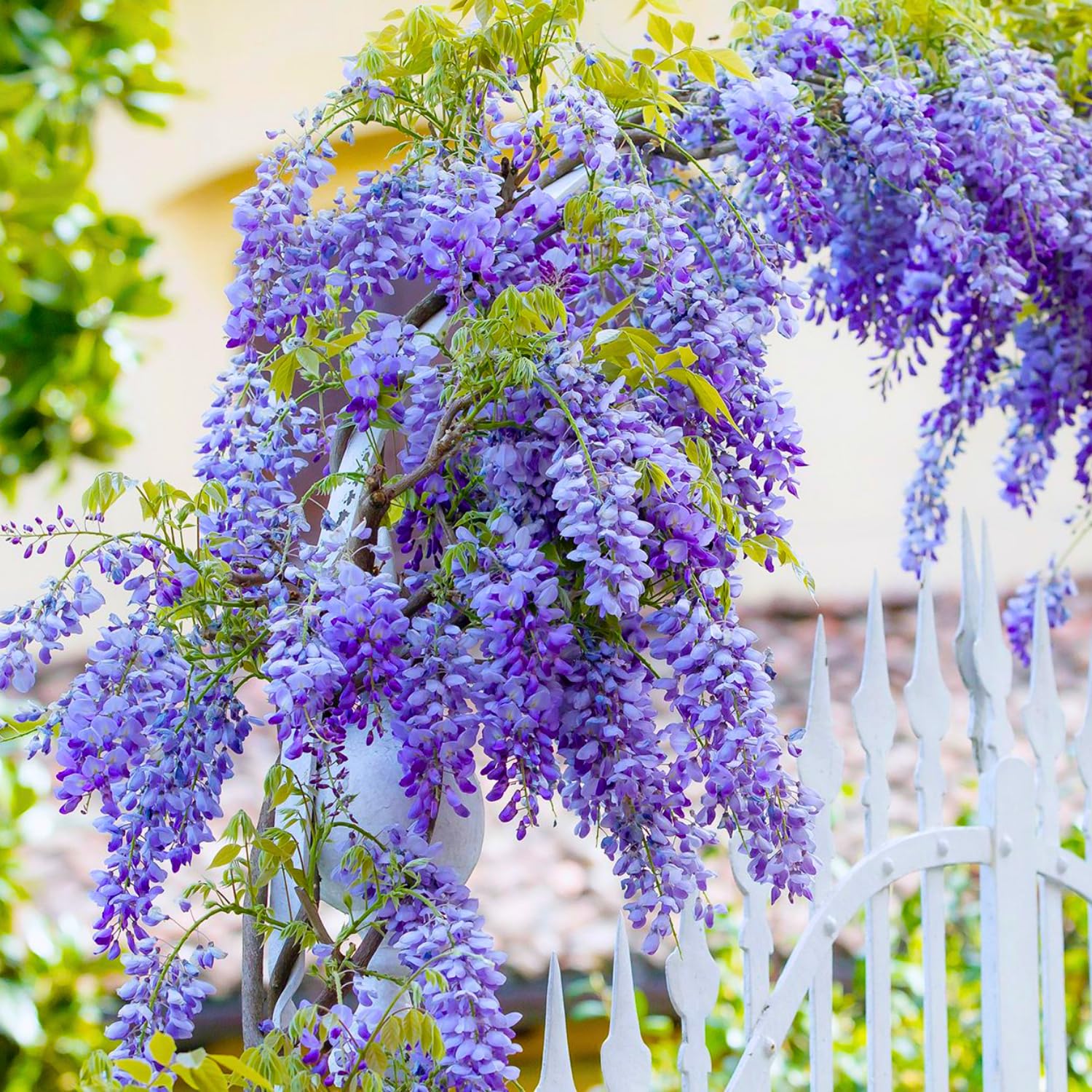 Wisteria Bushes Live Plant, 8-12'' Tall Well Rooted, Purple Flowering Vine for Outdoor Growing (Purple Wisteria)