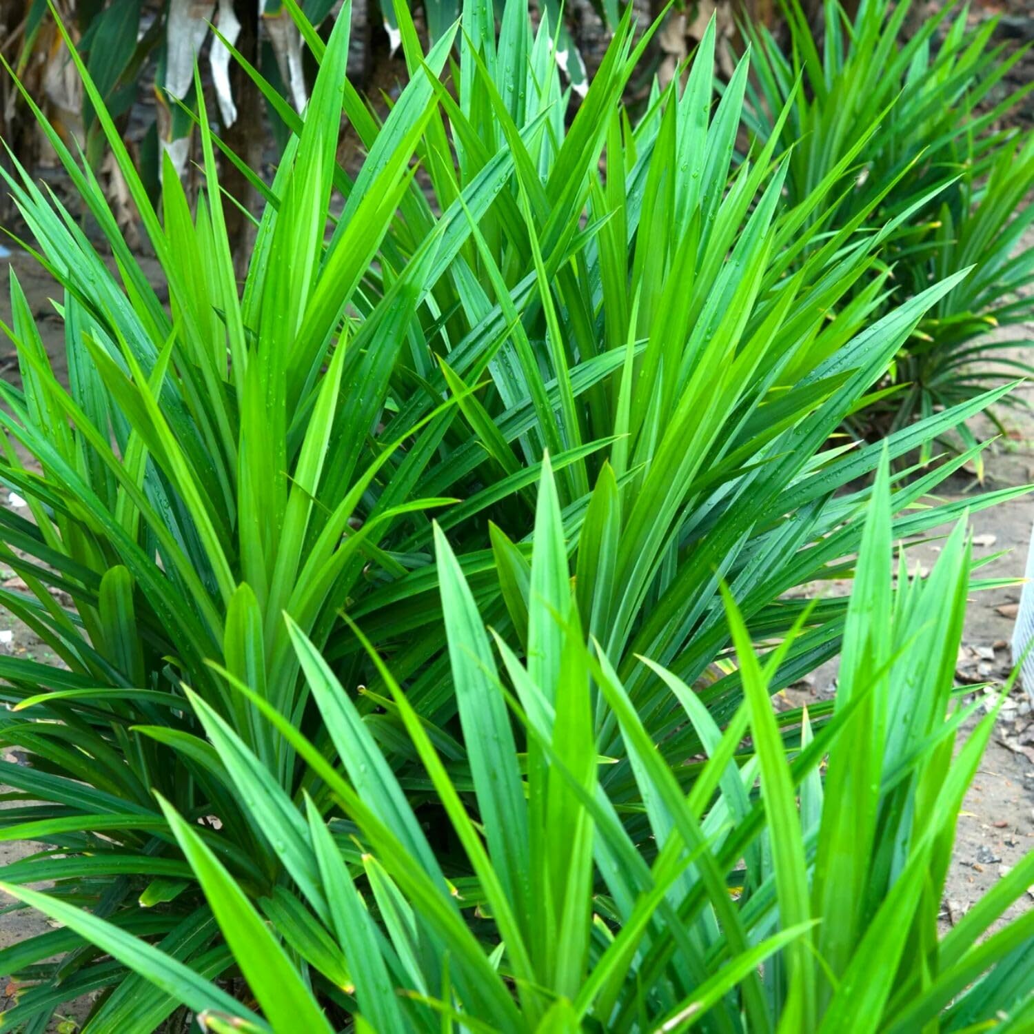 Pandanus Amaryllifolius Plant from 4 Inches, Pandan Plant Live, Indoor Outdoor Planting