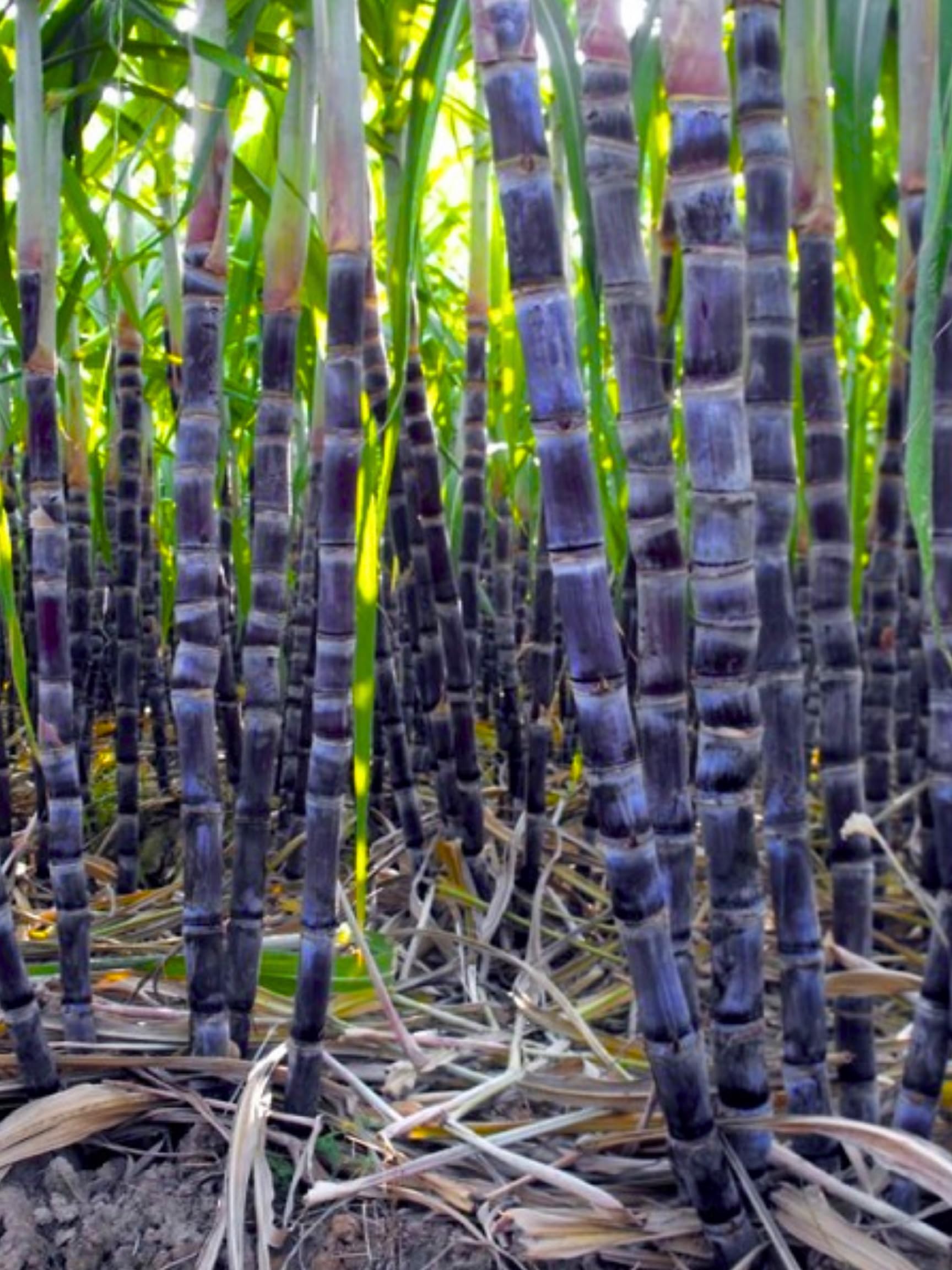 5 Sugar Cane Plants Live Rooted Cuttings, 2-3" Ready for Planting, Outdoor Growing Sweet, Fresh Sugar Cane, Fast-Growing
