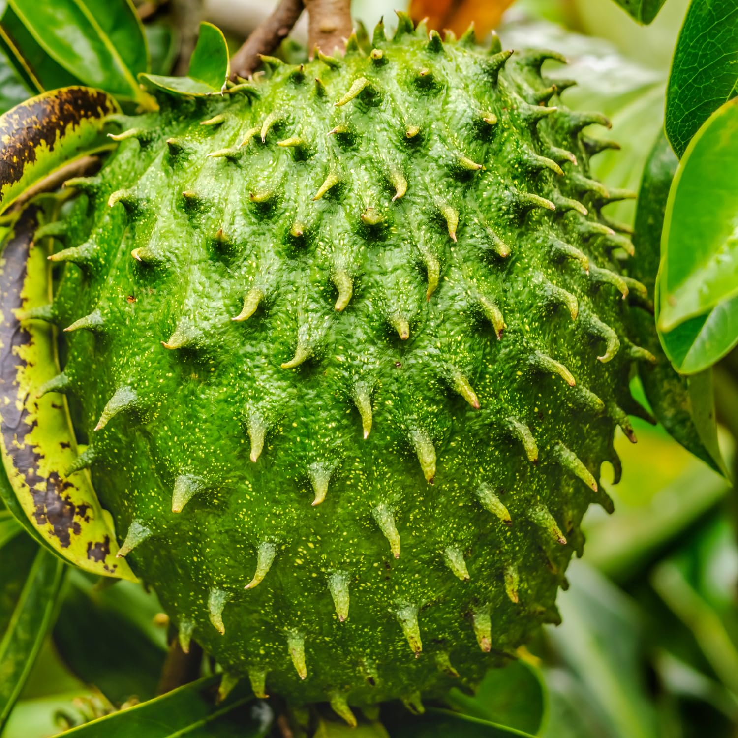 2 Years Old Soursop Tree Live Plant in 1 Gallon Pot, Guanabana Fruit Tree 2-2.5 Ft Tall for Outdoor or Container Growing, Tropical Garden Plant, No CA