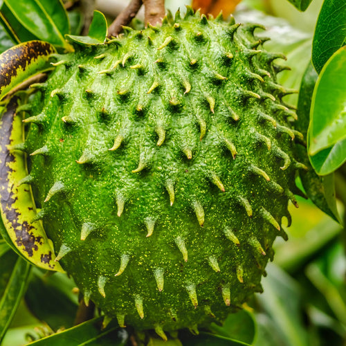 2 Years Old Soursop Tree Live Plant in 1 Gallon Pot, Guanabana Fruit Tree 2-2.5 Ft Tall for Outdoor or Container Growing, Tropical Garden Plant, No CA