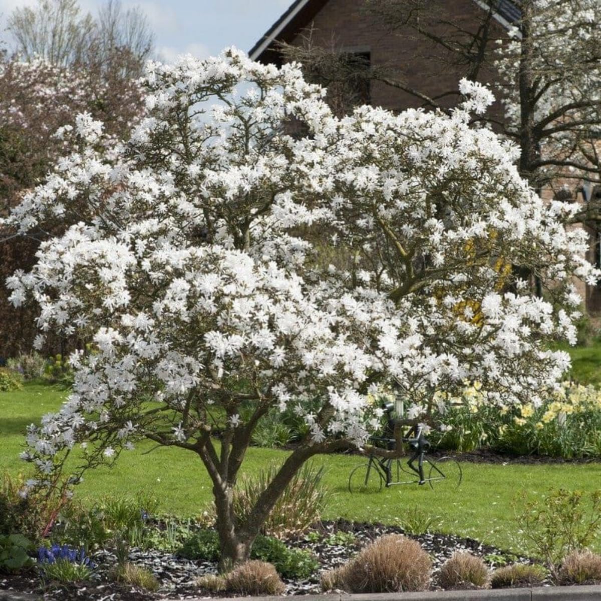 Star Magnolia Tree, 18-24 Inch Magnolia Trees Live Plants, 1Gallon Pot, Fragrant White Flowers, Dormant in Winter