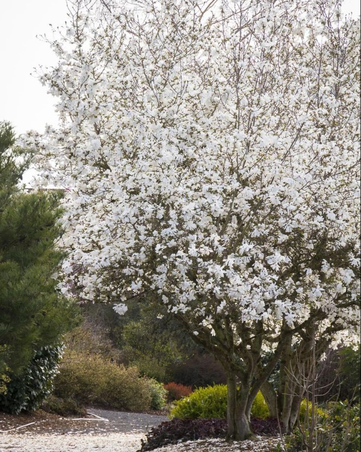 Star Magnolia Tree, 18-24 Inch Magnolia Trees Live Plants, 1Gallon Pot, Fragrant White Flowers, Dormant in Winter