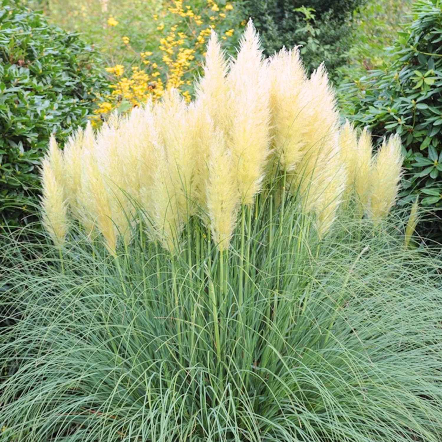 2 Pampas Grass Plants Live, Tall Ornamental Perennial Grass for Landscaping, 5-9 Inch Height Well Rooted (Dwarf Blue Pampas Grass)