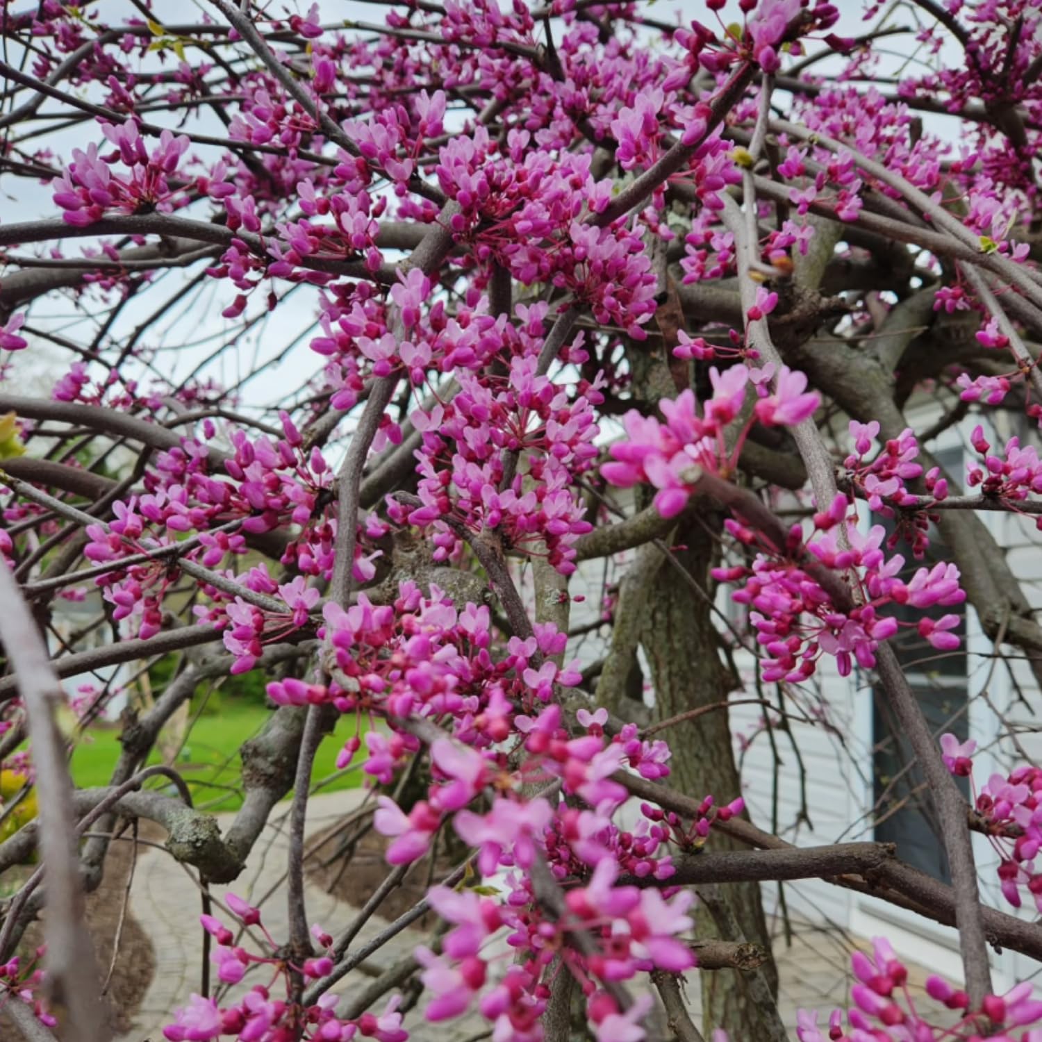 Eastern Redbud Plant Live, Red Bud Tree Live Plant, Pink Lavender Redbud Blooms Color, 1-2 Feet Tall for Outdoor Growing