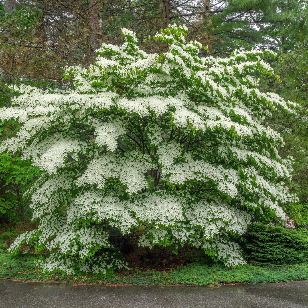 Live Dogwood Tree Plant, White Flowering Dogwood, 1 Feet Tall for Planting