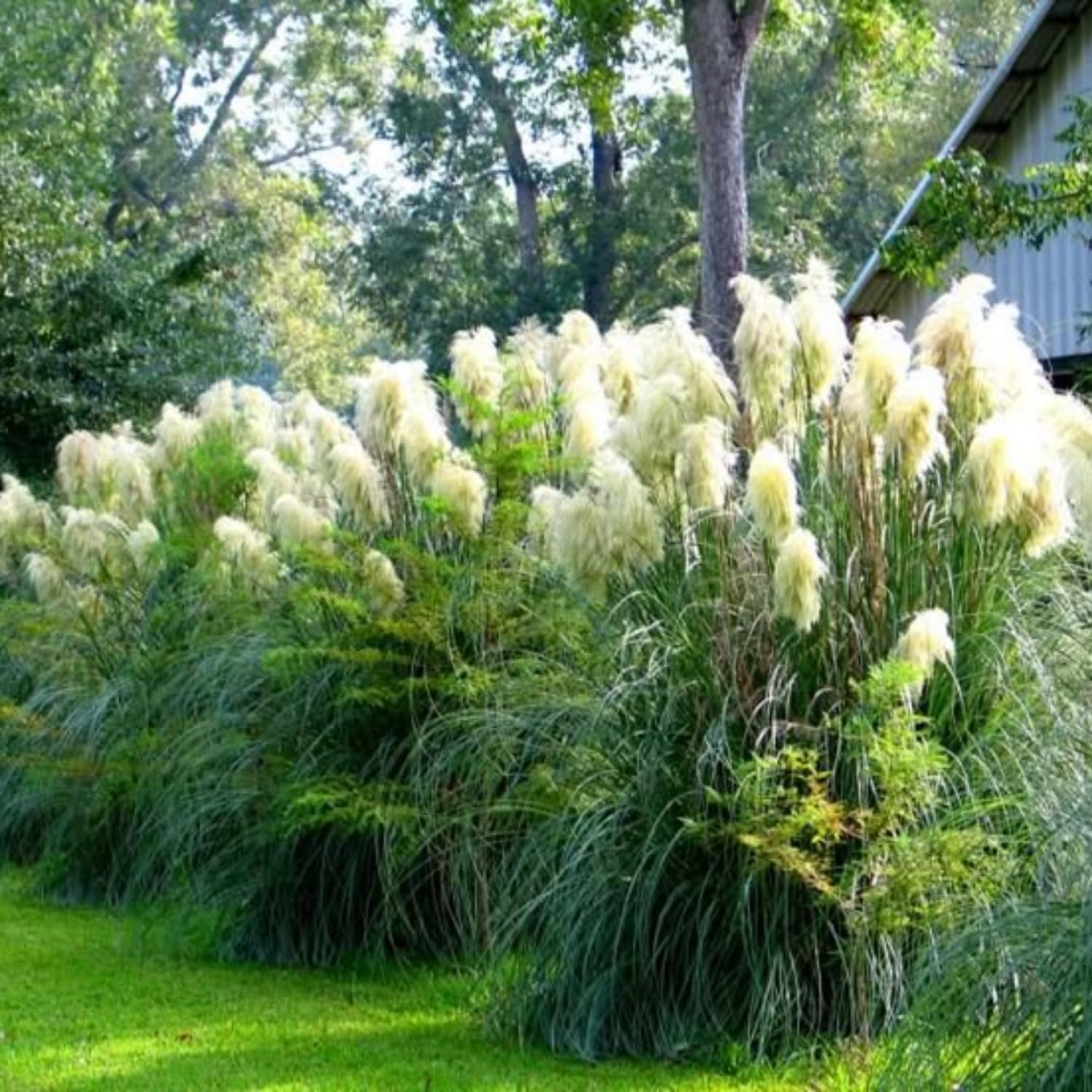 2 Pampas Grass Plants Live, Tall Ornamental Perennial Grass for Landscaping, 5-9 Inch Height Well Rooted (Dwarf Blue Pampas Grass)