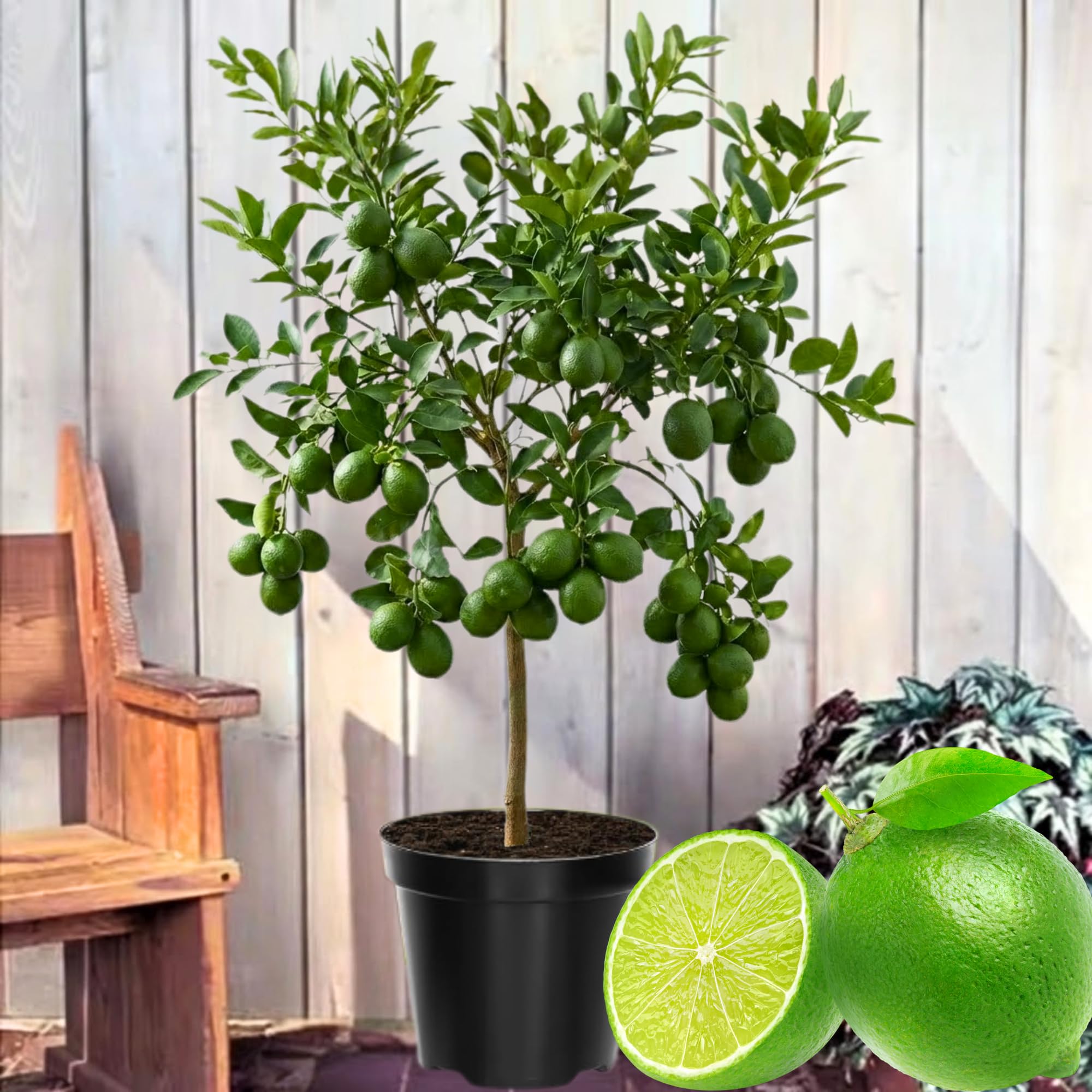 Bearing Fruit Thai Lime Tree Live Plant 2 Years Old, in 3 Gallon Pot, Already Bearing Fruit, Cold Hardy and High-yielding, Fragrant Citrus Trees