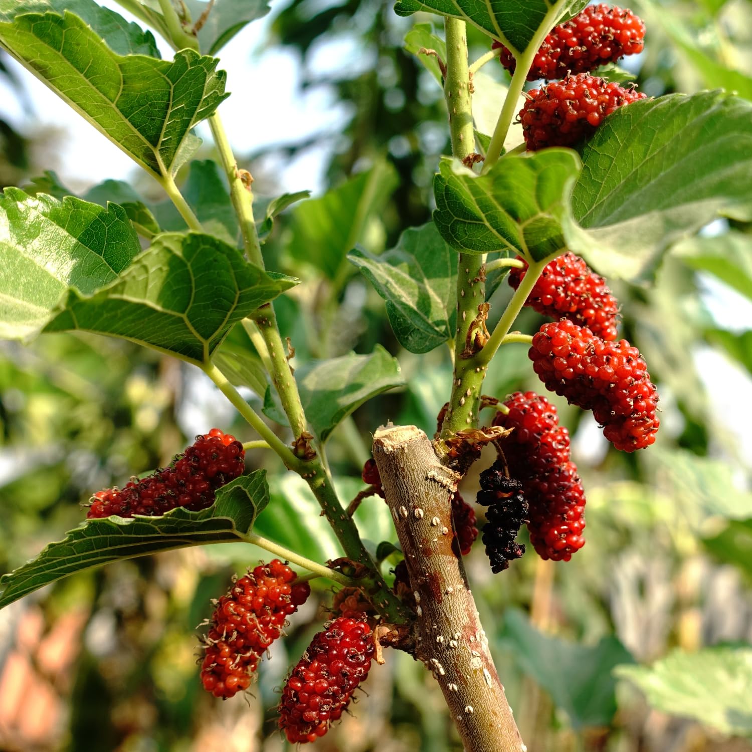 2-Pack Red Mulberry Plants Live, Mulberry Fruit Trees, Hardy Mulberry Trees Live Plants, Mulberry Seedlings, 5-9 Inch Tall