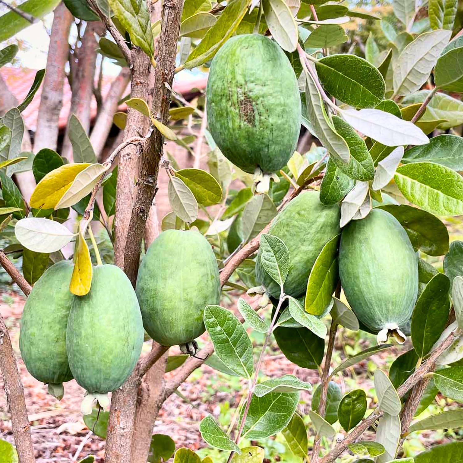 Pineapple Guava Tree Live Plant, 4-8” Tall, Tropical Guava Live Plant for Home Garden, Guava Fruit Seedling