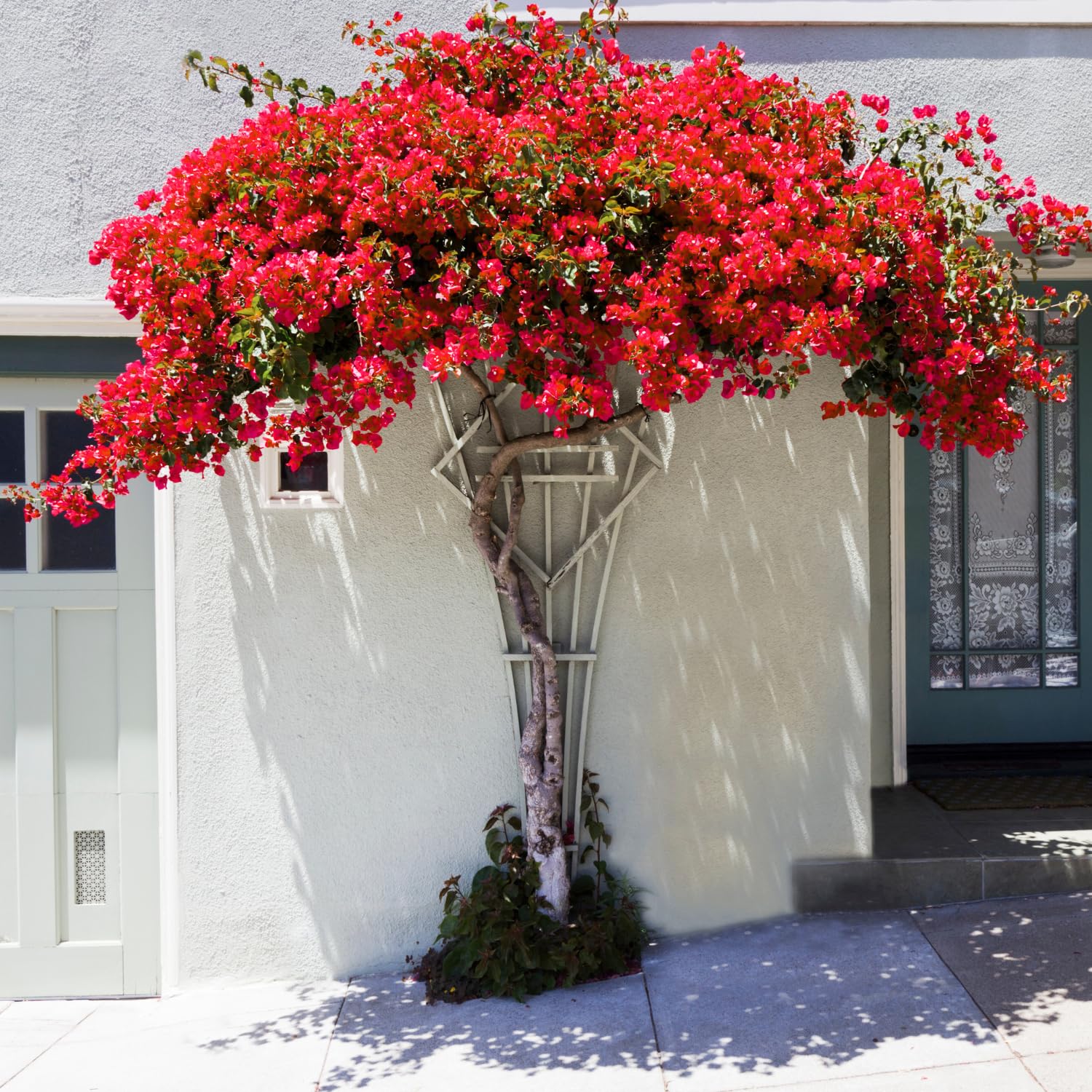 Set of 4 Mix Bougainvillea Plants,5-8" Bougainvillea Live Plants, Colorful Tropical Blooms, Perennial Vine, Well-Rooted