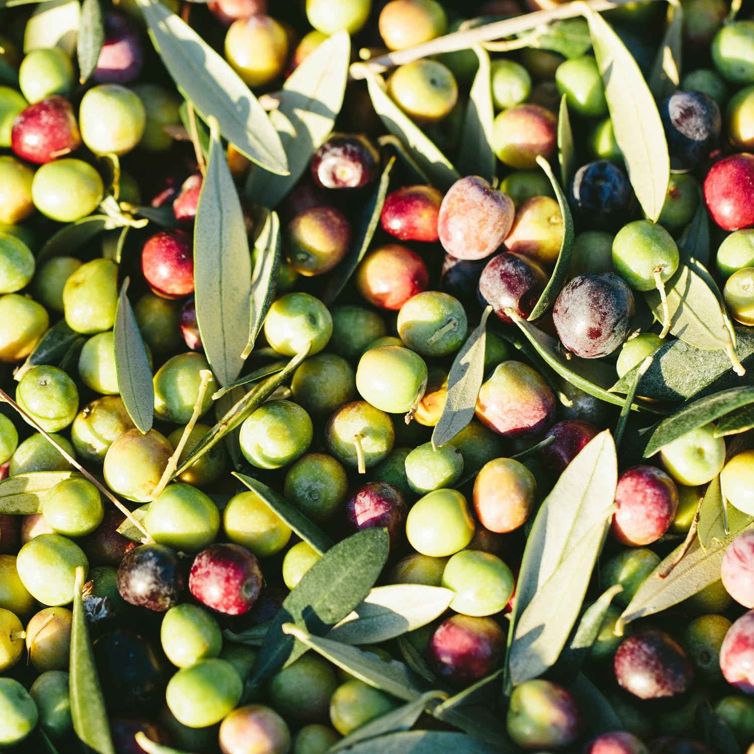 Live Olive Tree 3 Ft Tall in 3 Gallon Pot, 2 Years-Old Compact Olive Plant for Container or Landscape, Ready to Bear Fruits, No CA