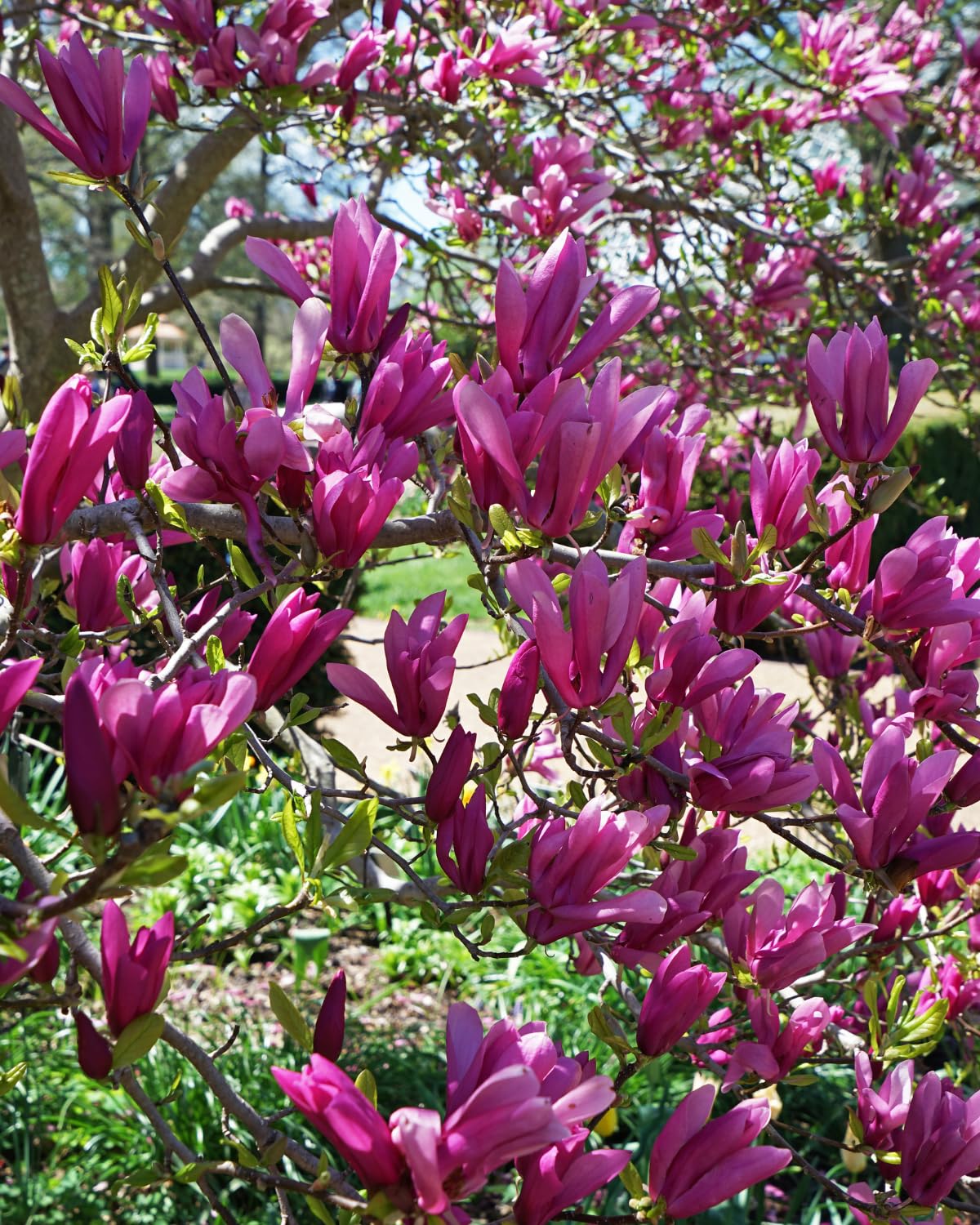 Jane Magnolia Tree, 6-12 Inch Magnolia Trees Live Plants for Planting Outdoor, 2.5 Inch Pot Fragrant Purple Pink Flowers Plant, Dormant in Winter