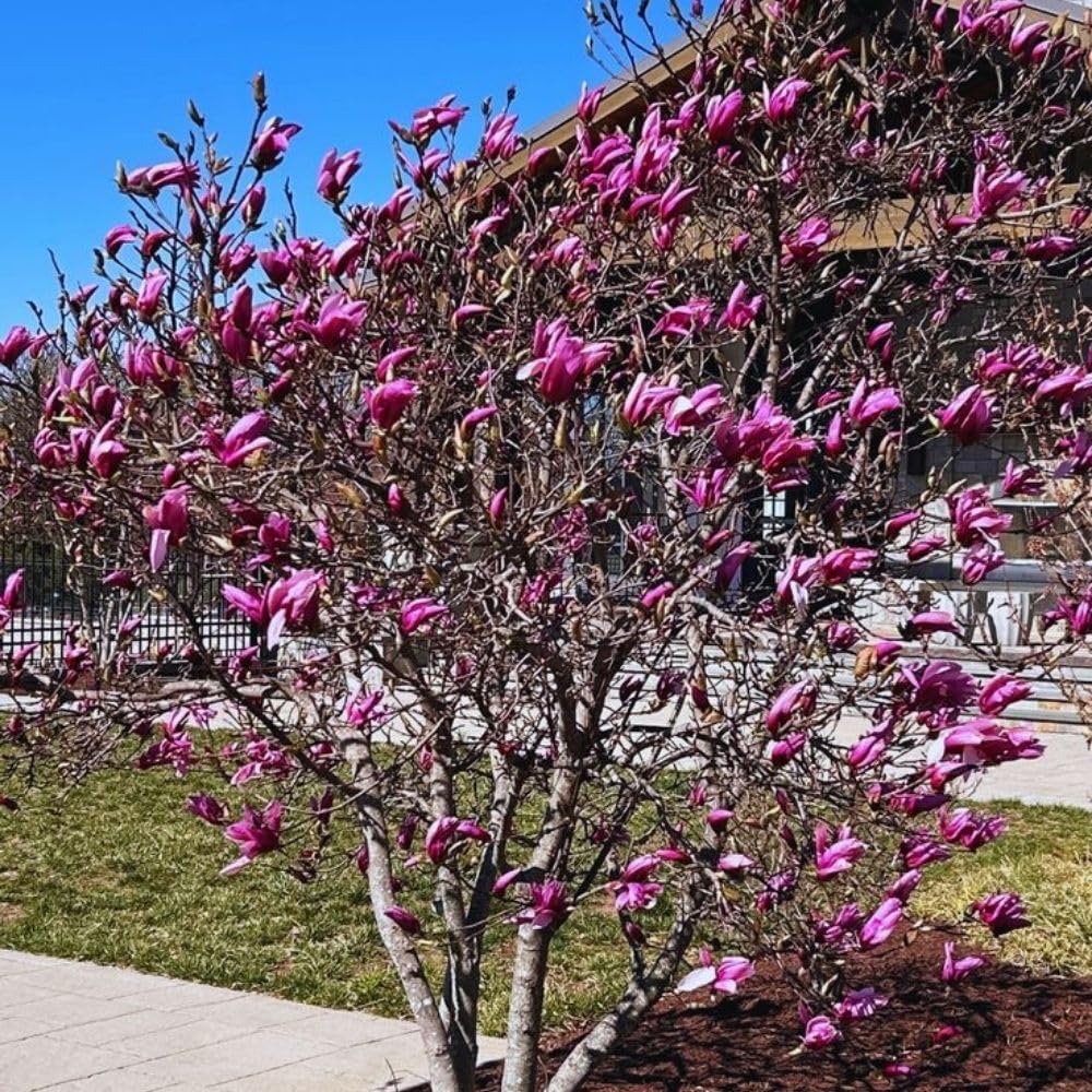Jane Magnolia Live Plant, Vibrant Magnolia Tree 2 to 3 Feet Tall in 3 Gallon Pot for Garden, No Ship to CA