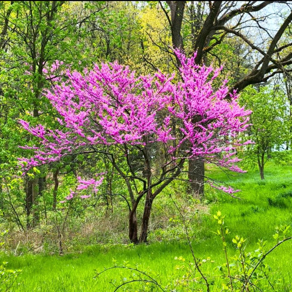 Eastern Redbud Tree Live Plant in Quart Pot, Ornamental Redbud Seedling, Pink Flowering Tree for Gardening, Winter Dormant