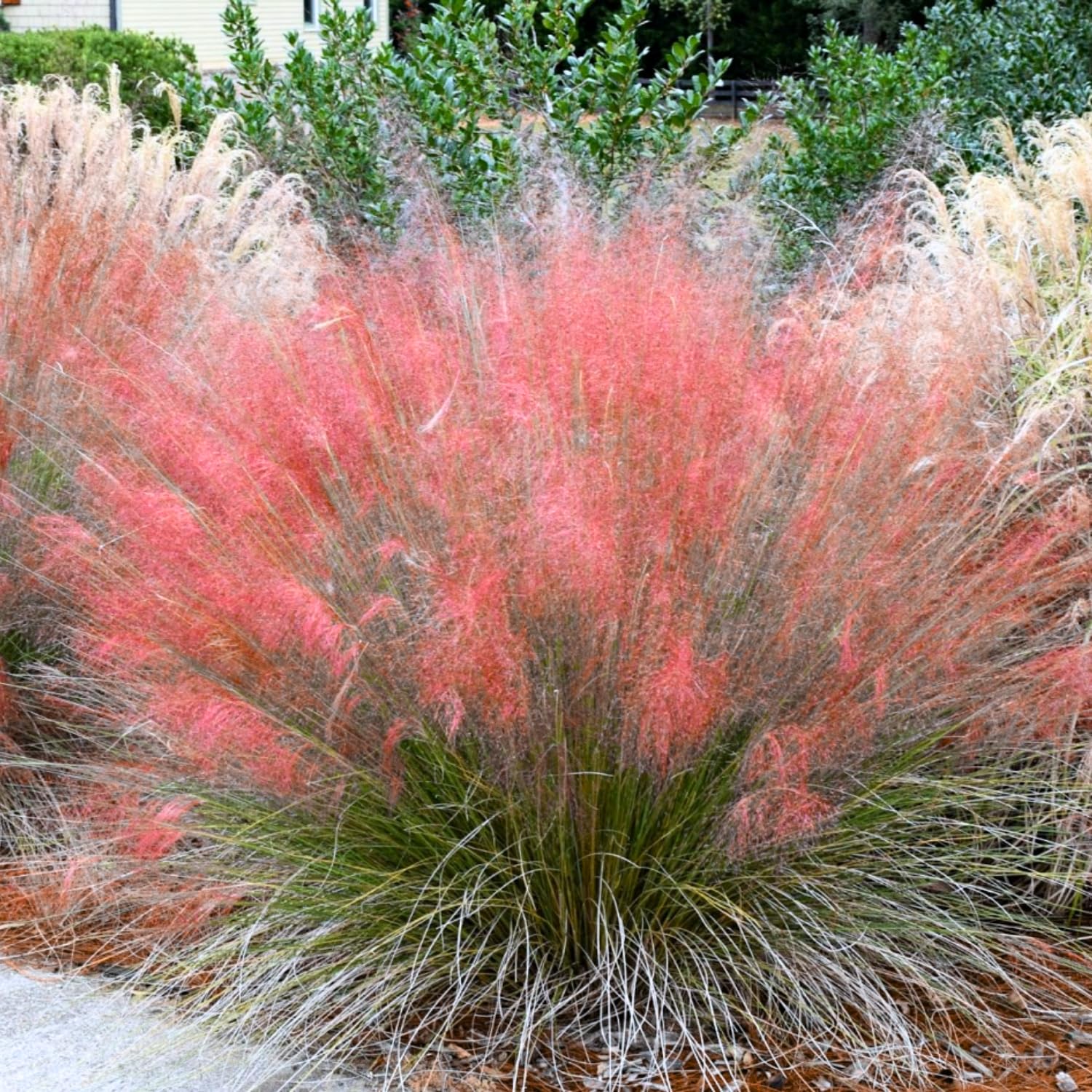 2 Ruby Muhly Grass Plants Live, Tall Ornamental Perennial Grass for Landscaping, 5-9 Inch Height Well Rooted