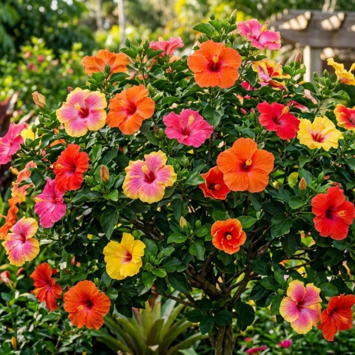 Set 4 Hibiscus Plants Live, Tropical Flowering Shrub, 4-8" Tall, Cold Hardy Bush (Mixed Hibiscus)