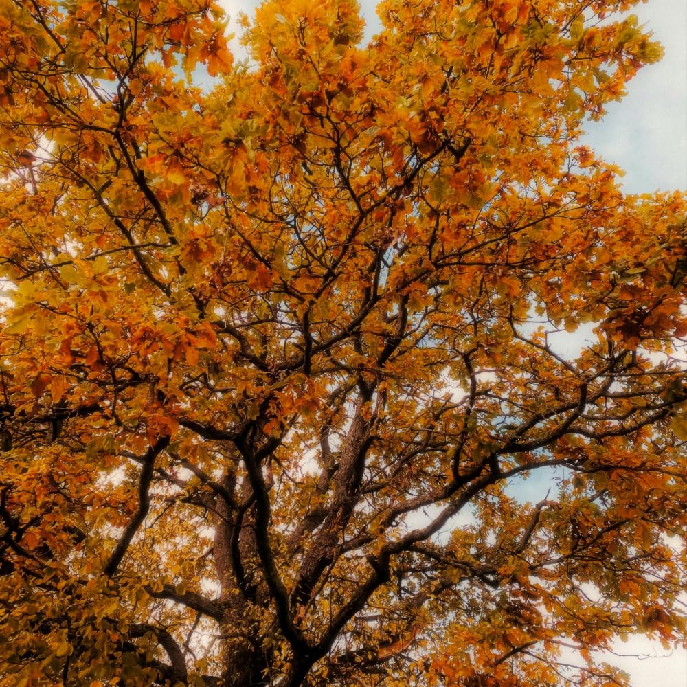 Oak Tree Live Plant, Oak Shades Tree in Quart Pot, Dormant in Winter, 6-12'' Tall, Ready to Grow Seedlings (Chestnut Oak)