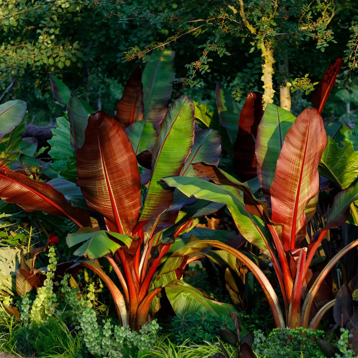 Rare Banana Tree Live Plant, 4-8" Tall, Banana Plant Live Well Rooted, Cold Hardy Tropical Banana Fruit Seedling (Red Banana Plant)
