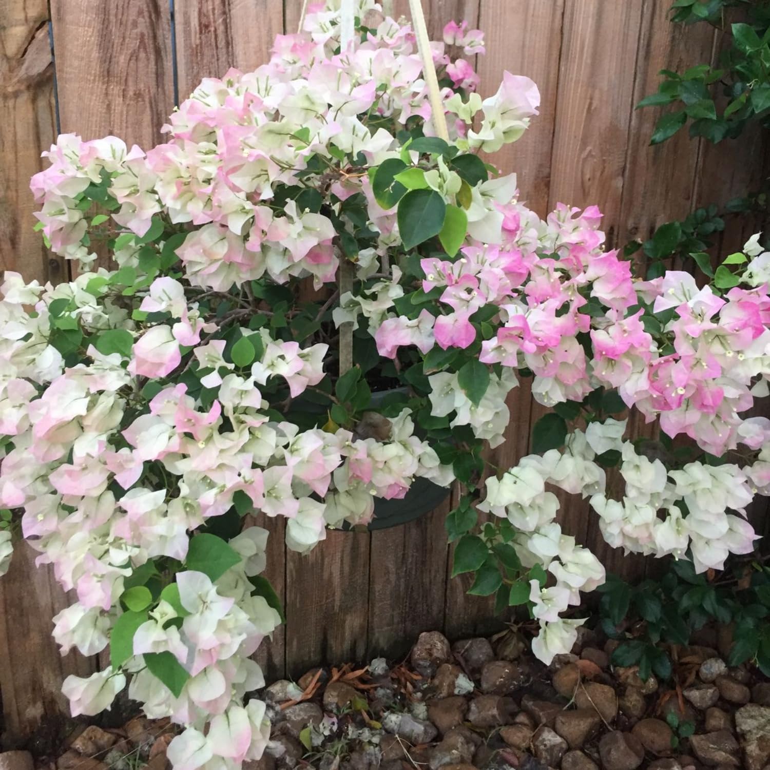 Set 3 Mix Bougainvillea Plants, 5-8" Colorful Bougainvillea Plants, Well Rooted, Perennial Tropical Blooms