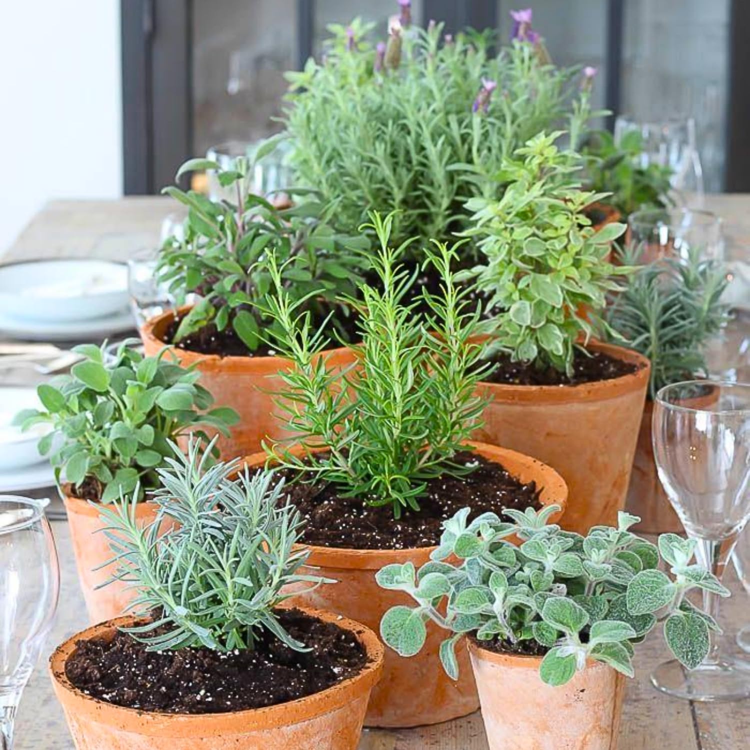 Set of 3 Assorted Herb Plants Live, Well Rooted Herbs Plant 4-7'' Tall, Including Rosemary, Lemon Balm and Additional Varieties, Herb for Culinary and Outdoor Planting