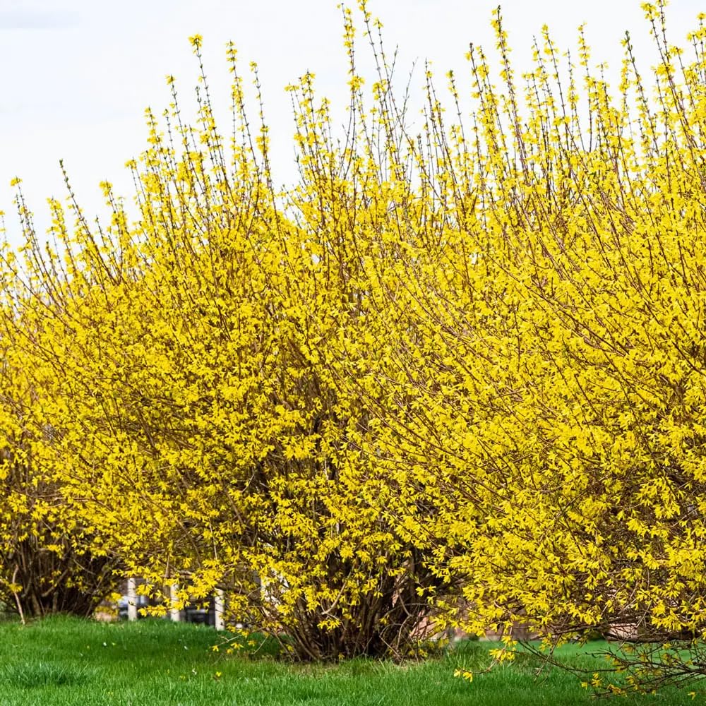Lynwood Forsythia Plant Live in 4'' Pot, Yellow Forsythia Bushes Live Plants, Container and Garden Planting, Dormant in Winter