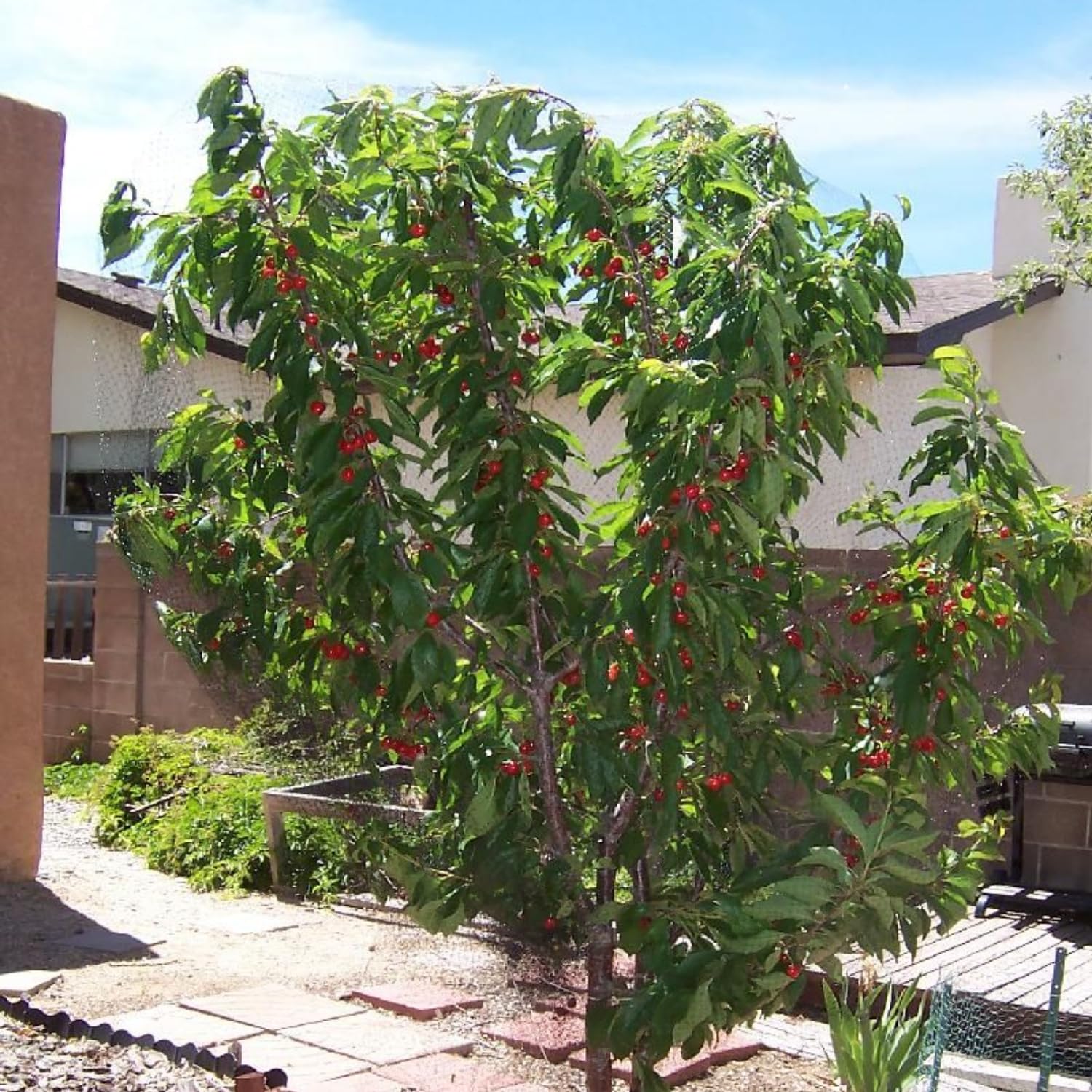 Cherry Tree Live Plant, Cherry Fruit Plant 3-4 Feet Tall in 3 Gallon, Sweet Fruit Tree, Cold Hardy for Outdoor Growing (Black Cherry)