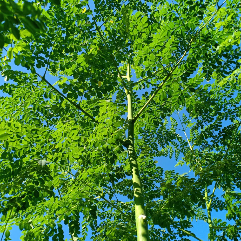 Live Moringa Tree Plant 1-2 Feet Tall, Moringa Oleifera Drumstick in 1 Gallon Pot, Easy Care Tropical Plant with Edible Green Leaves for Planting, No Ship to CA