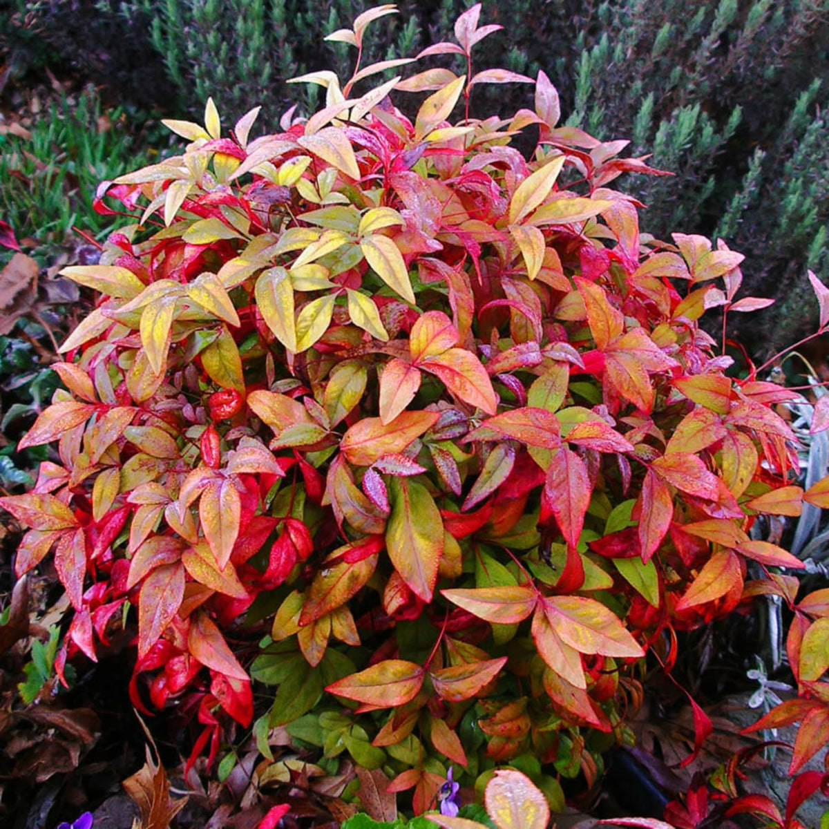 Dwarf Nandina Shrub, Ornamental Nandina Plant Live 4 Inch