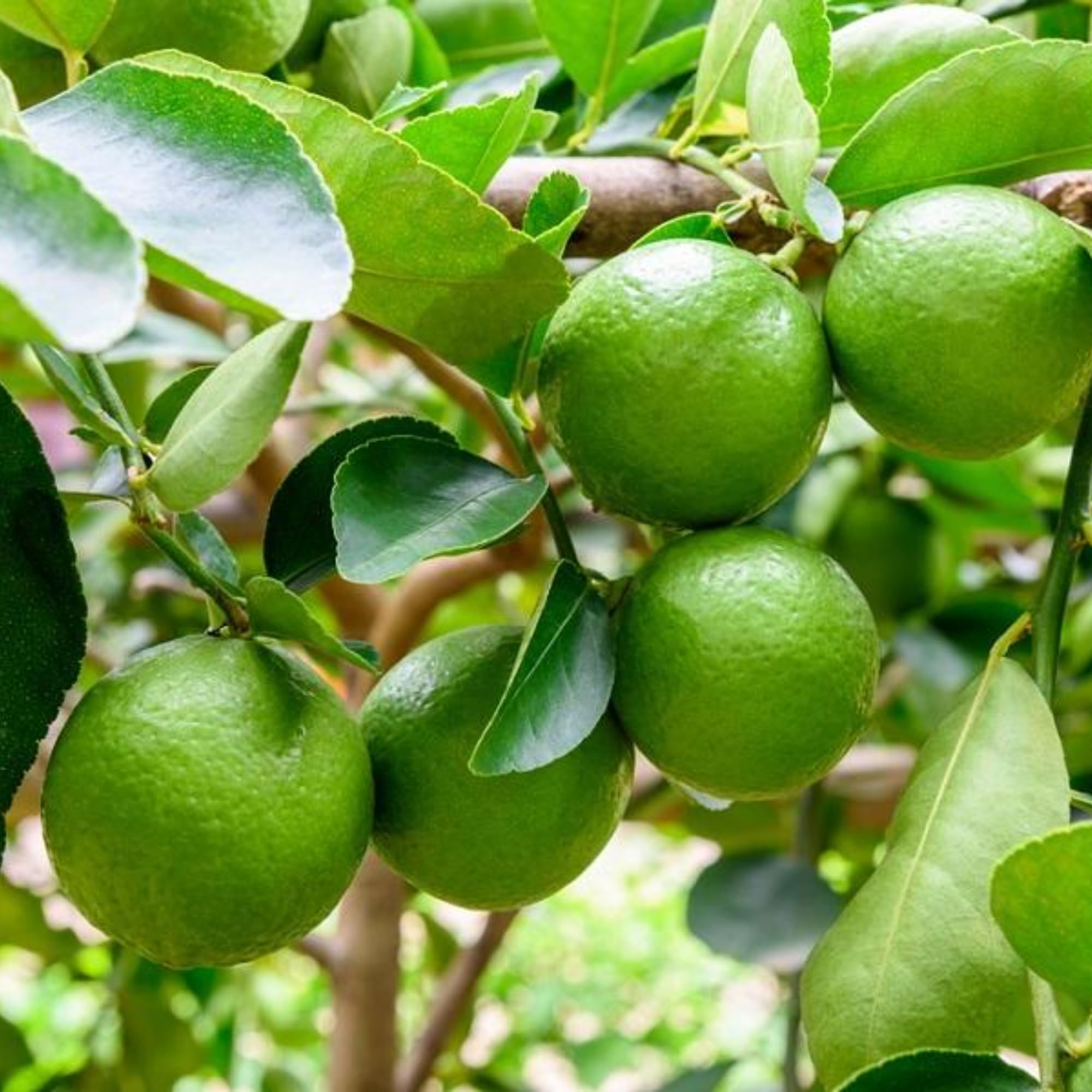 Mature Thai Lime Tree Live Plant in 5 Gallon Pot, 4-5 Feet in Tall, Already Bearing Fruit, Cold Hardy and High-yielding, Fragrant Citrus Trees