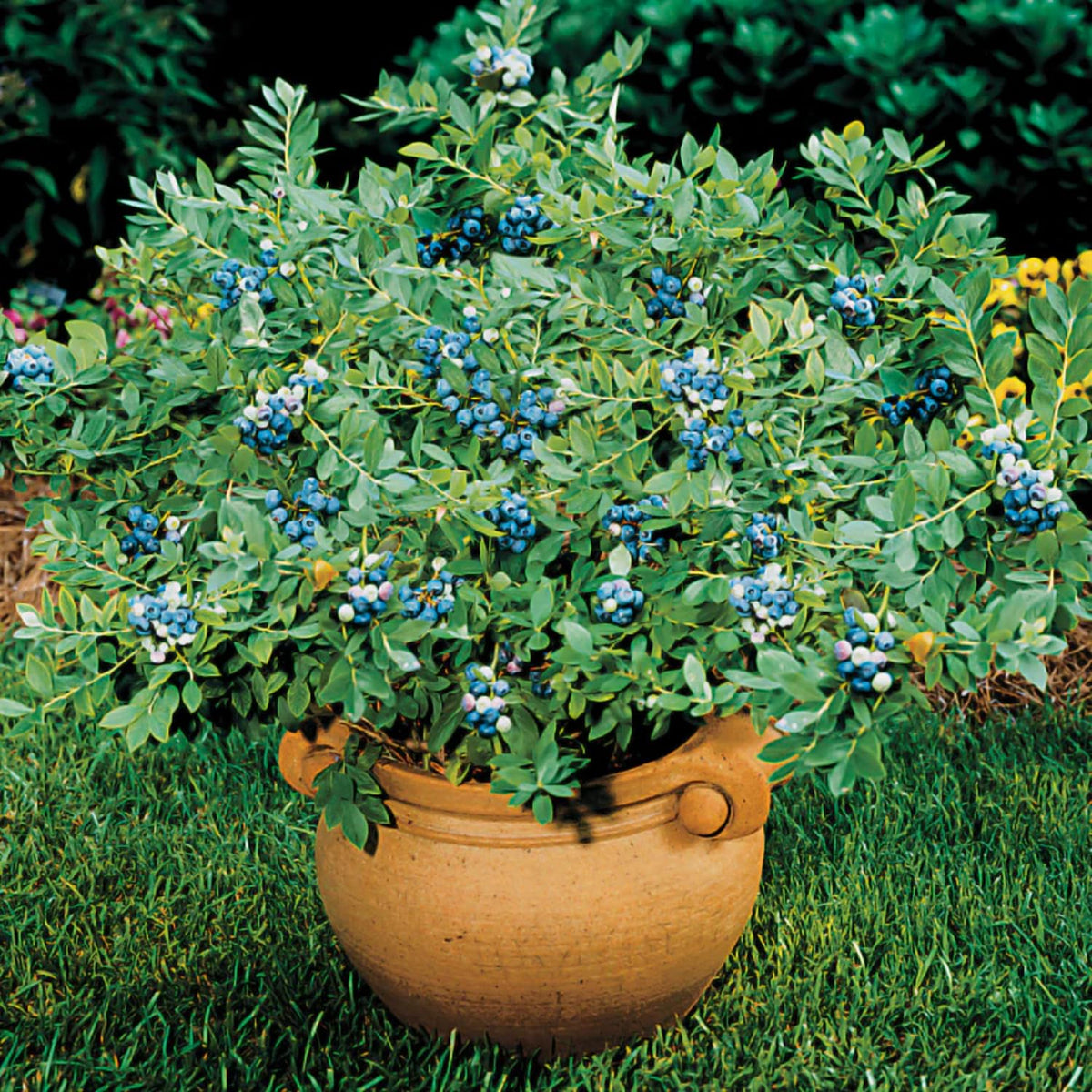 Set 2 Sunshine Blueberry Bushes Live Plants, Blueberry Plants Live for Planting, Blueberry Fruit Trees, 5-9 Inch Tall