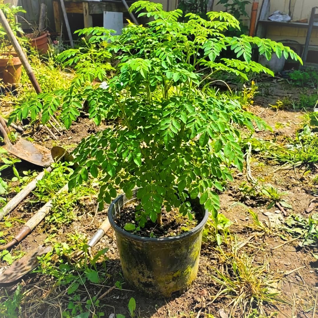 1 Year Old Live Moringa Tree Plant 2-3 Ft Tall in 1 Gallon Pot, Moringa Oleifera Plant, Hardy Drumstick Horseradish Trees