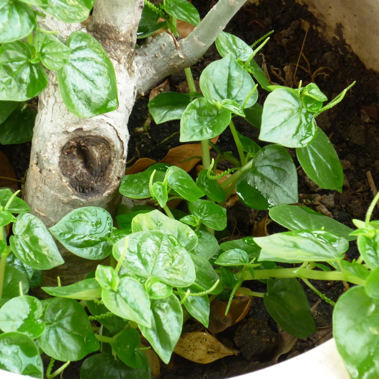 2000 Crab Claw Seeds to Grow, Vegetable Seeds for Planting Garden Container