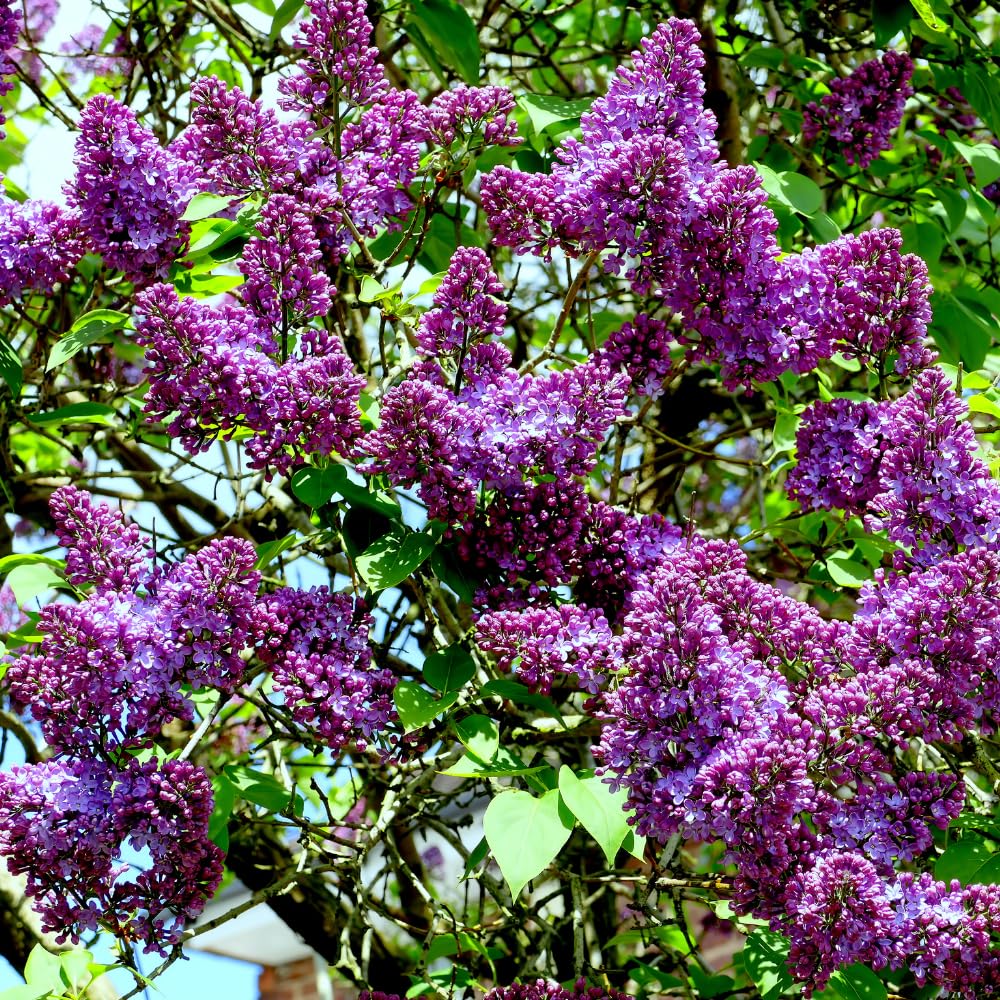 Purple Lilac Live Plant in 4 Inch Pot, Hardy Fragrant Lilac Shrub, Dormant in Winter, Outdoor Flowering Bush
