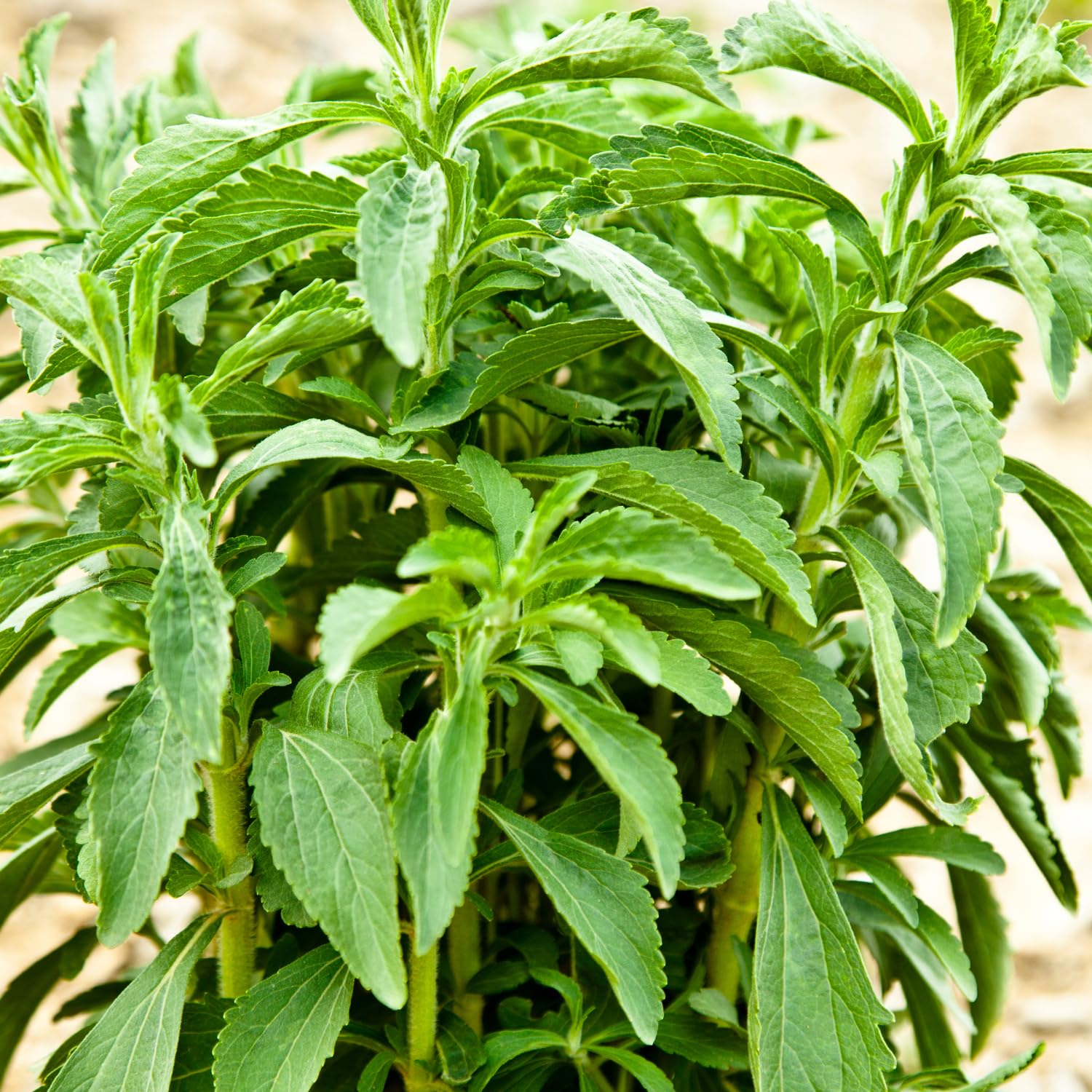 4-Pack Stevia Plants Live, 5-9 Inch, Stevia Herb for Planting Indoor Outdoor Home Garden