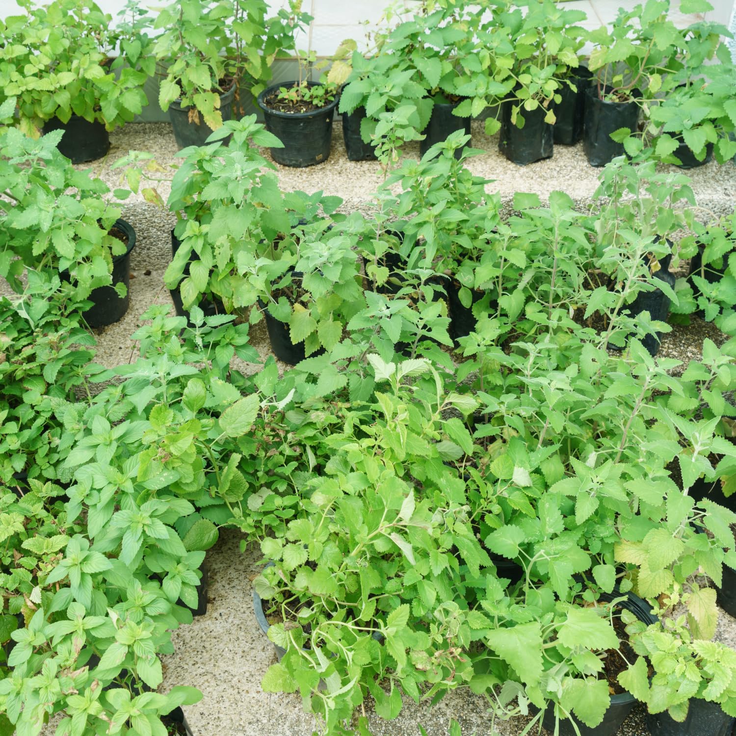 4 Live Catnip Plants, Catnip Mint Plants for Home Garden, Containers Growing, Size 3 to 6 Inch Starter Plants, No Pot, Well Rooted