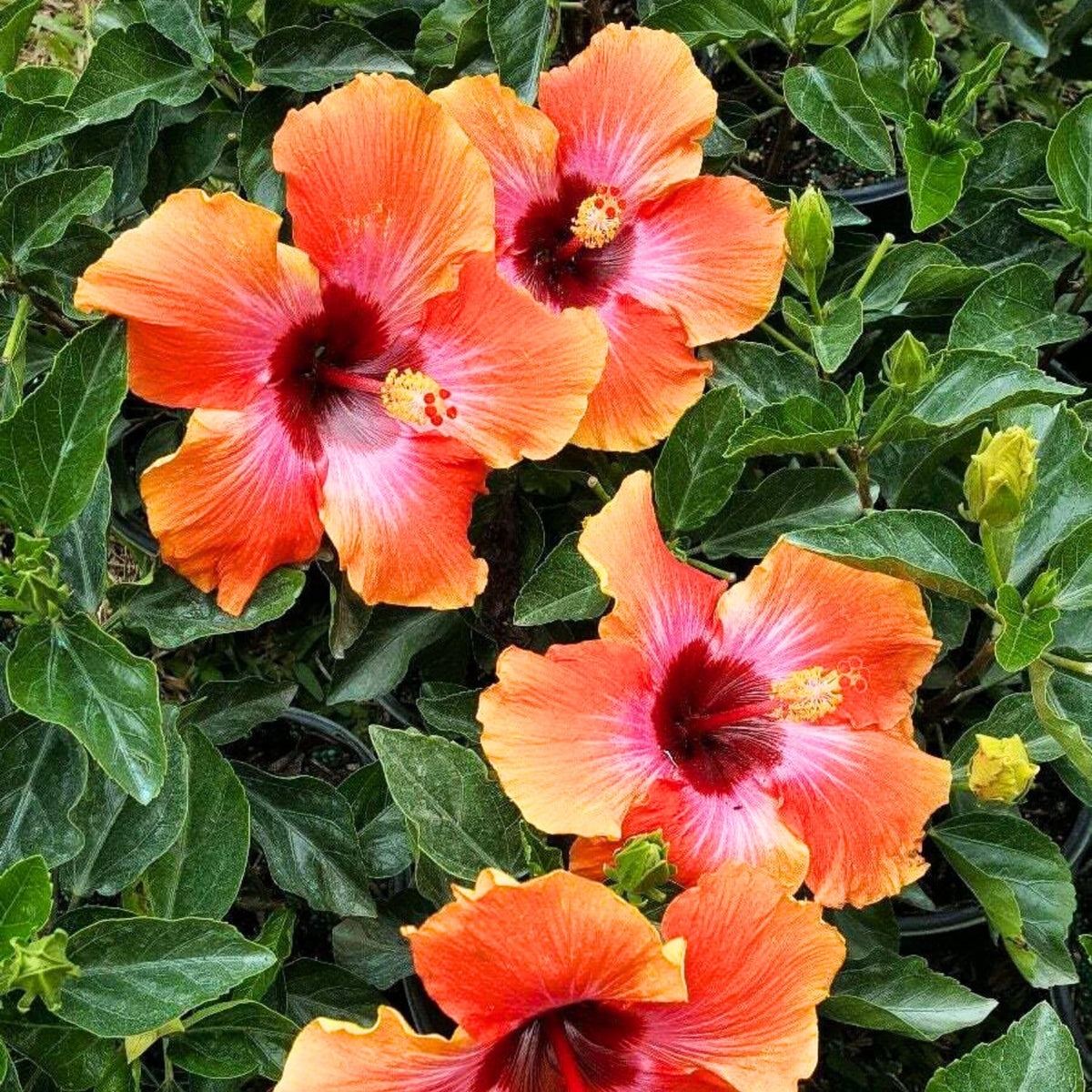 Hibiscus Plant Live, Clump of 8-12 Inch Tall, Hardy Hibiscus Tree Live Plant, Hibiscus Flowers Plant (Sunset Hibiscus)