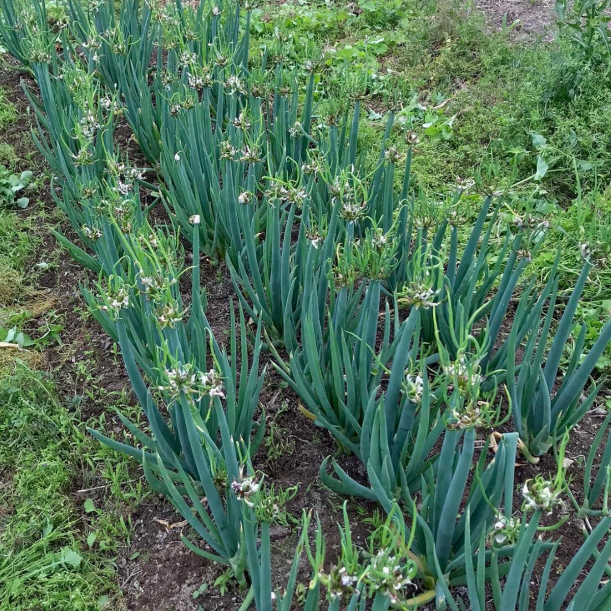 5 Hardy Walking Onion Live Plants, Fresh Vegetable Plant, 5 Inch Tall