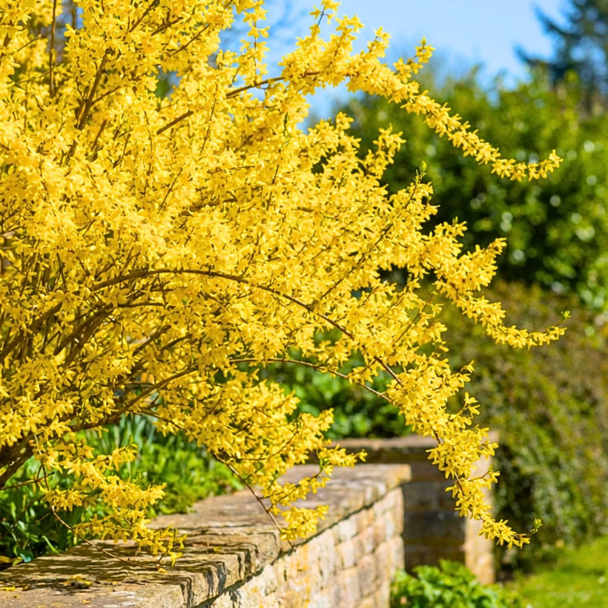 Set 2 Forsythia Bare Roots 6-12'' Tall, Lynwood Forsythia Tree Live Plant, 1 Year Old Seedlings for Growing Outdoor