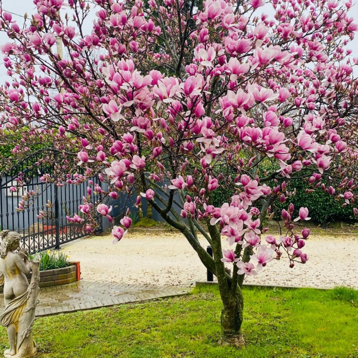 Saucer Magnolia Tree, 6-12 Inch Magnolia Trees Live Plants for Planting Outdoor, 2.5 Inch Pot Fragrant Pink White Flowers Plant, Dormant in Winter