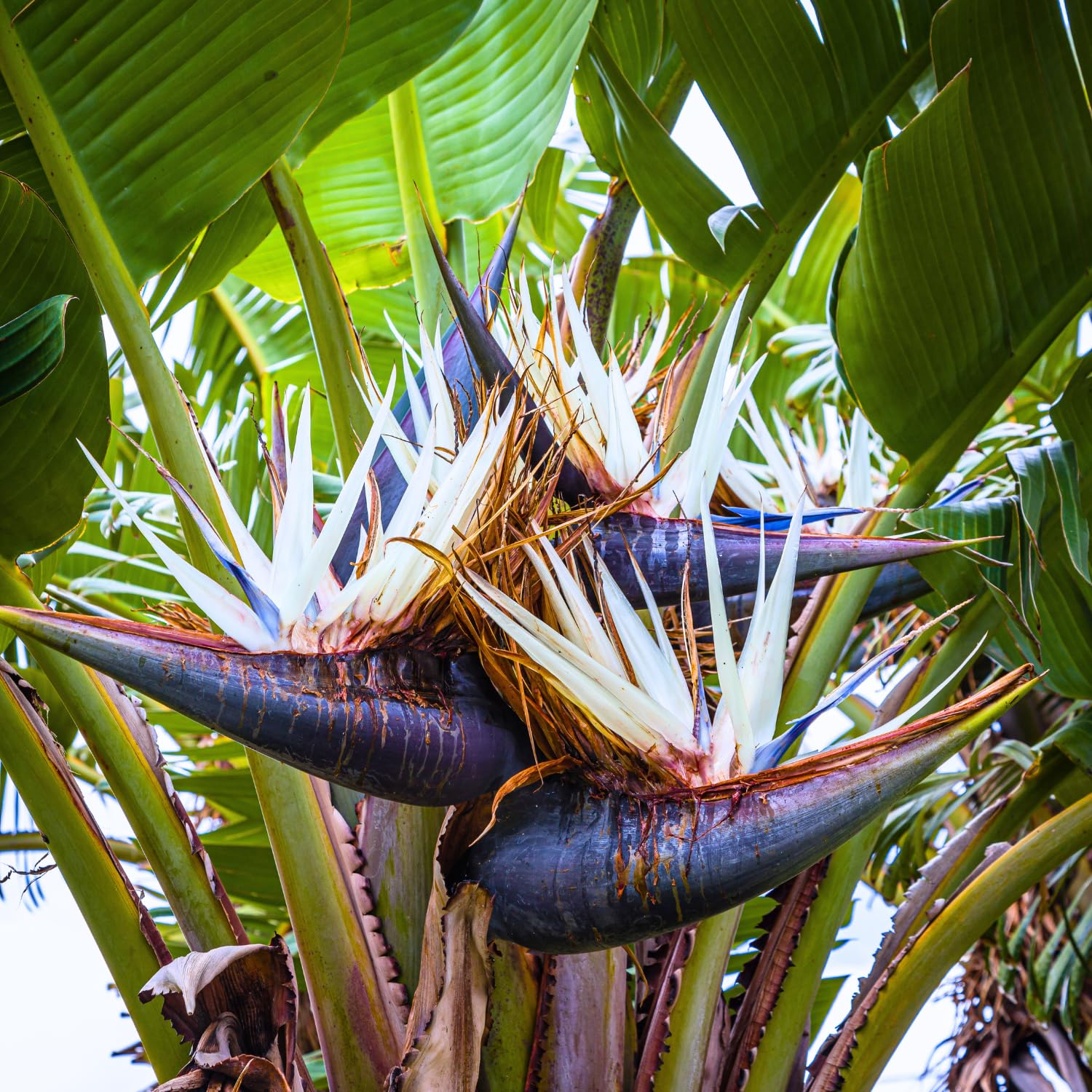 White Bird of Paradise Live Plant, Size 5-12” Tall, Strelitzia Reginae Houseplant Indoor Outdoor Tropical Plant