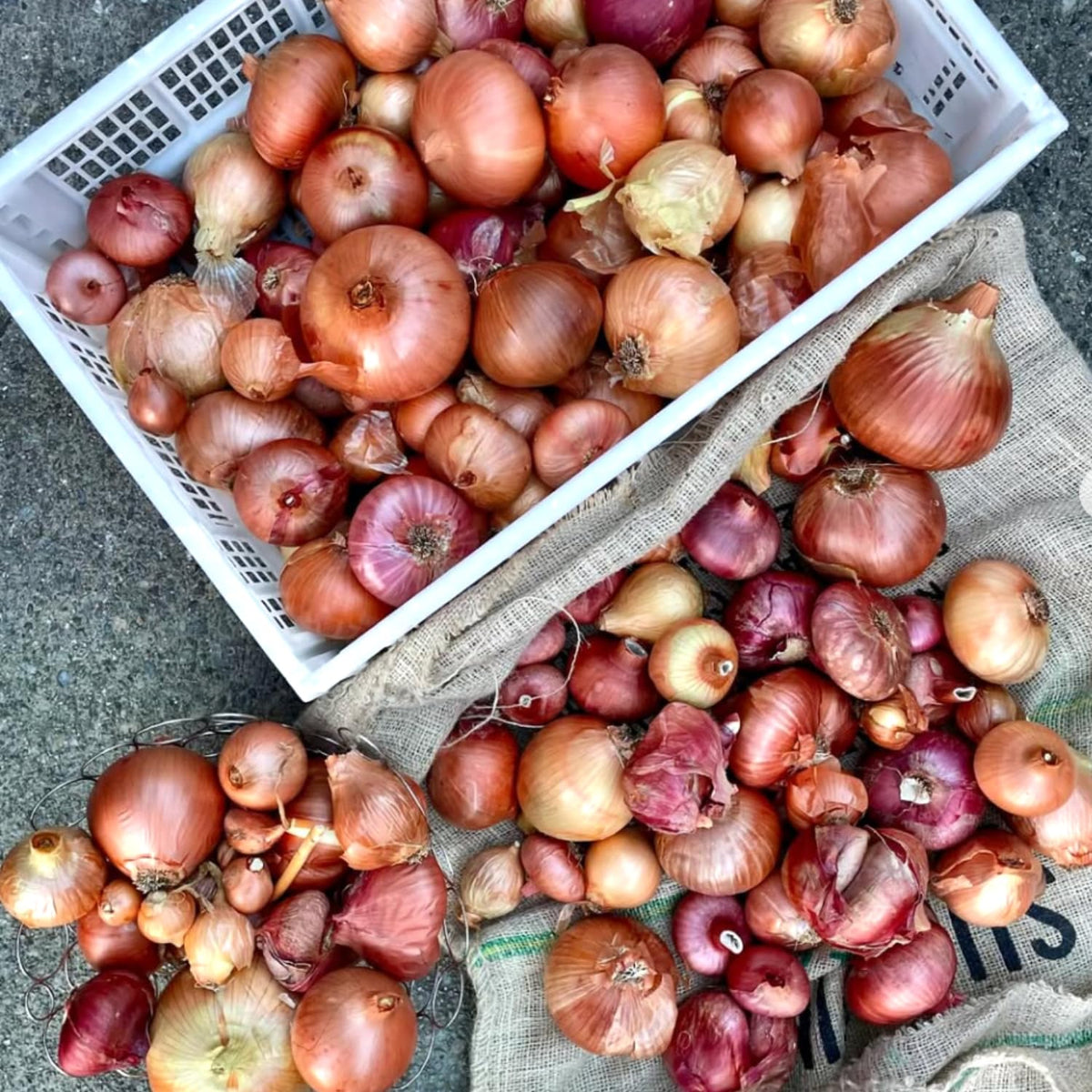 10 Egyptian Walking Onion Bulbs for Planting, Hardy Onion Tree Topset