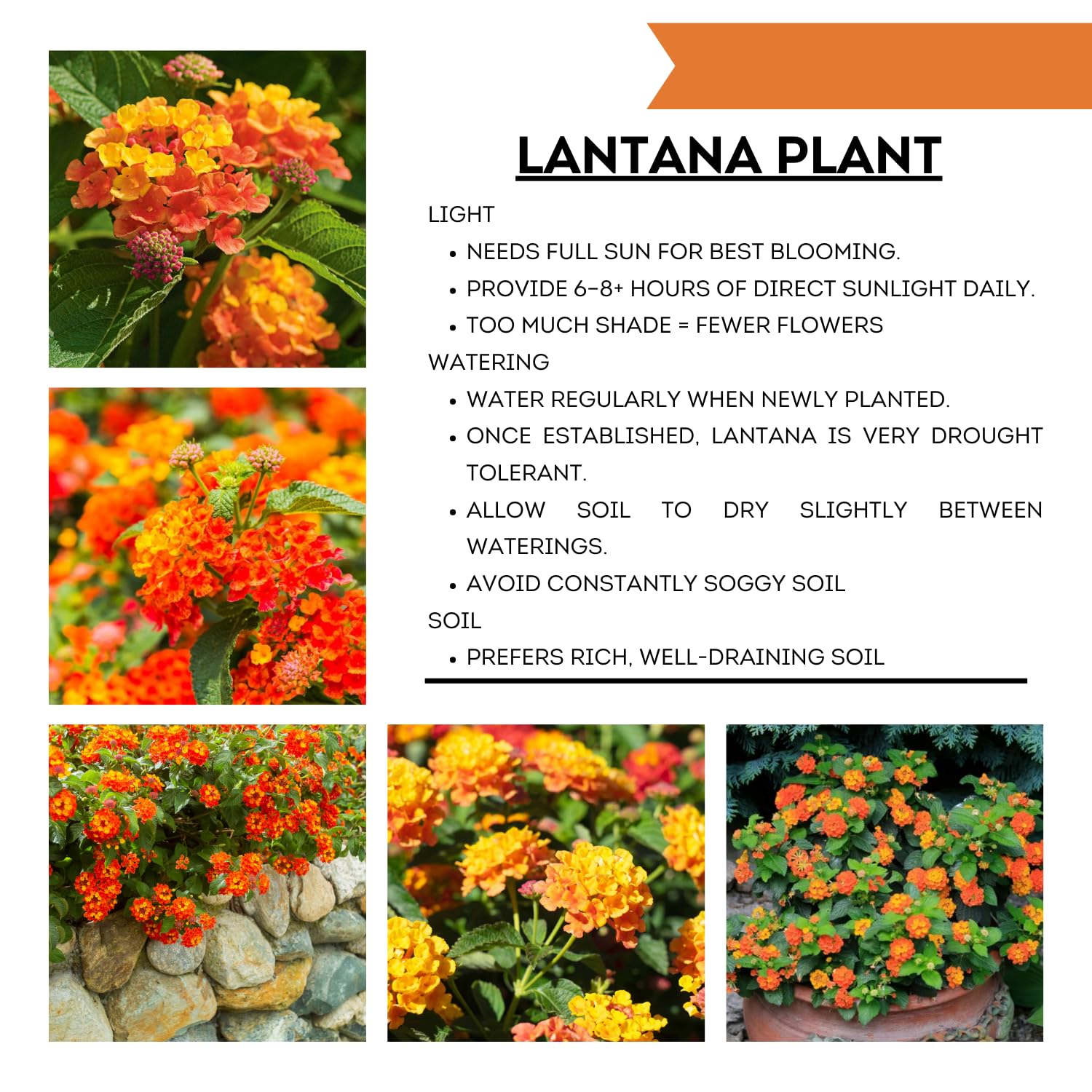 2 Orange Lantana Plants Live, Lantanas Live Plants for Planting Indoor Outdoors, Perennial Flowers, 4-9 Inch Tall Well-Rooted