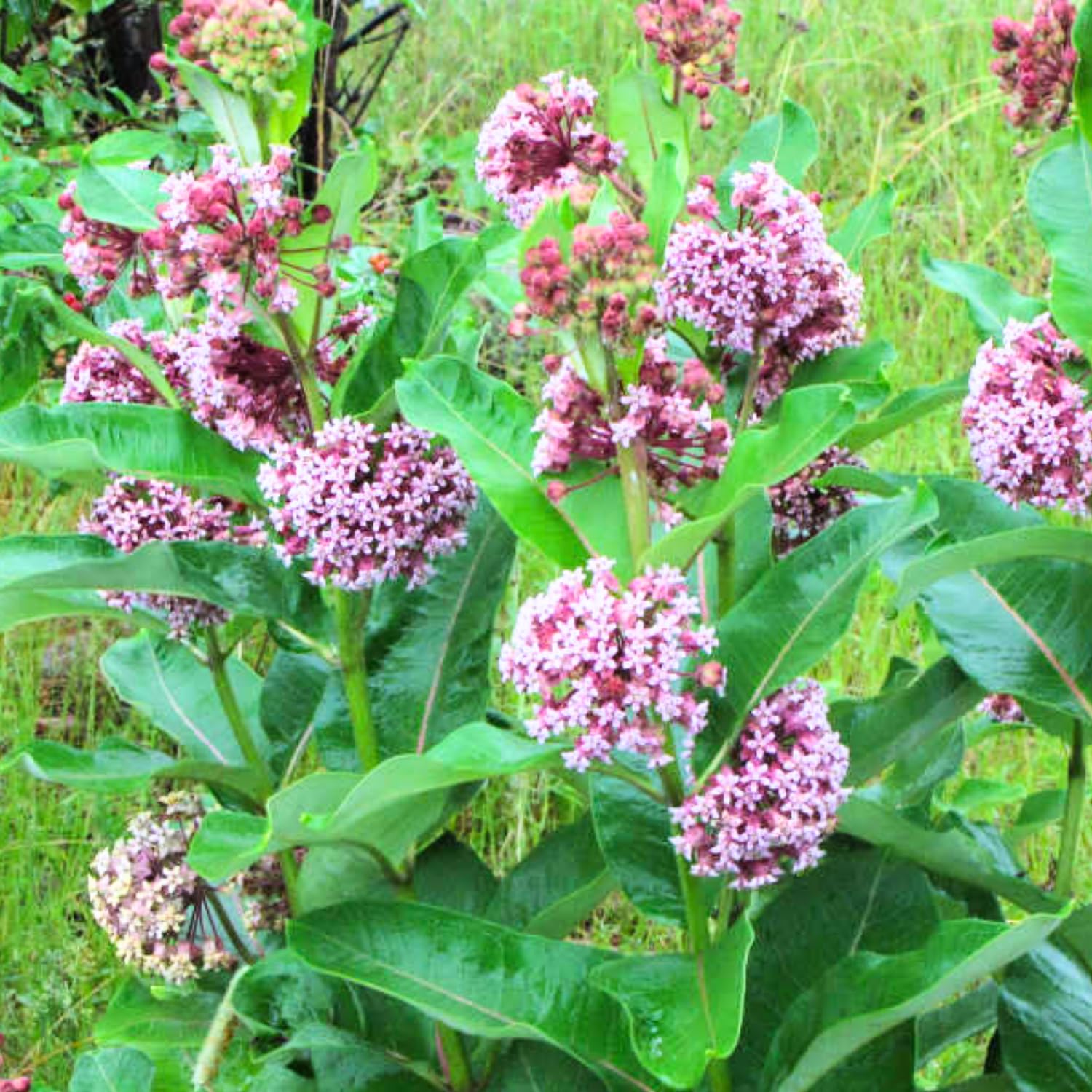 2 Butterfly Milkweed Plants Live, Tropical Milkweed Live Plants, Asclepias Tuberosa Plants, 4-9" Height for Outdoor Planting (Broadleaf Milkweed)