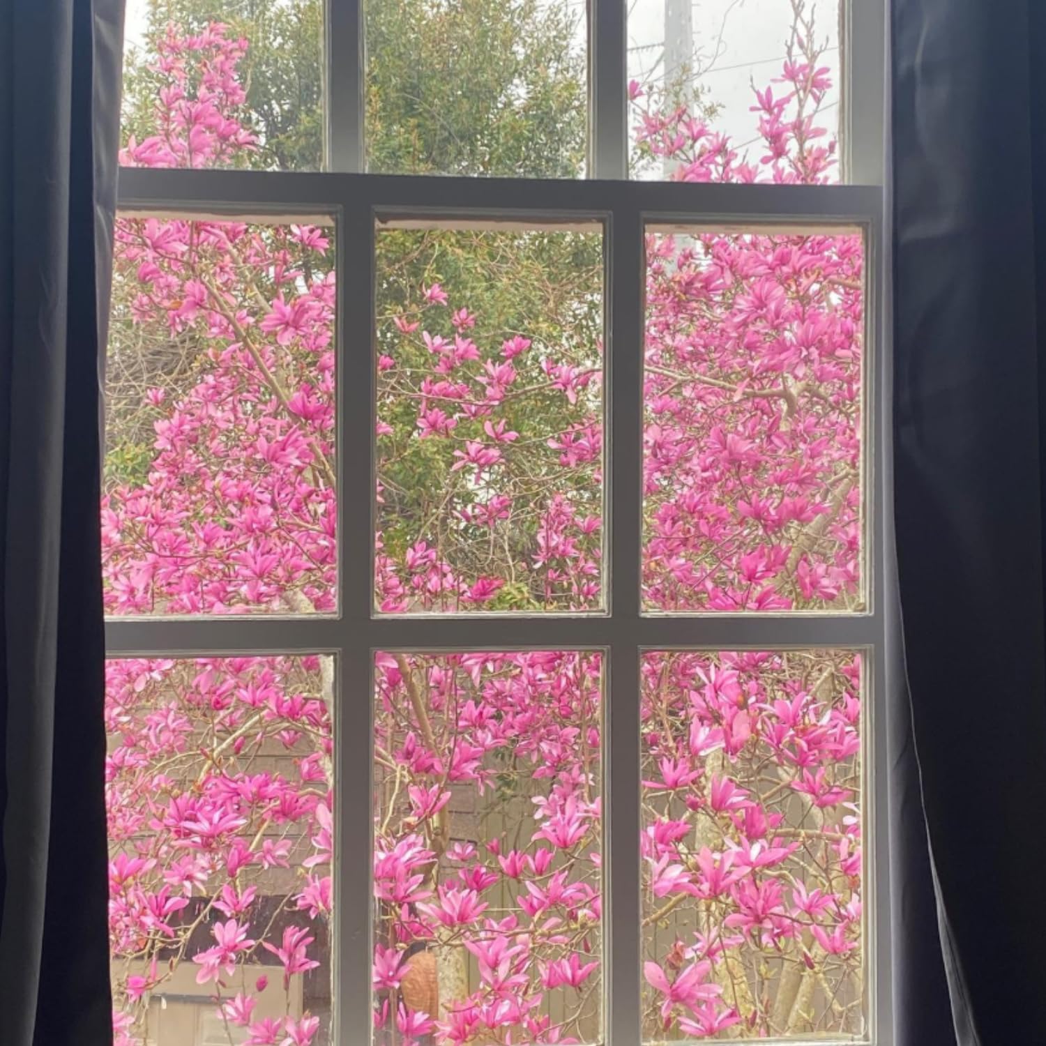 Jane Magnolia Flowering Tree Live, Compact Ornamental Tree for Landscape or Home Garden, 2-3 Ft in 3 Gallon Pot, No Ship to CA