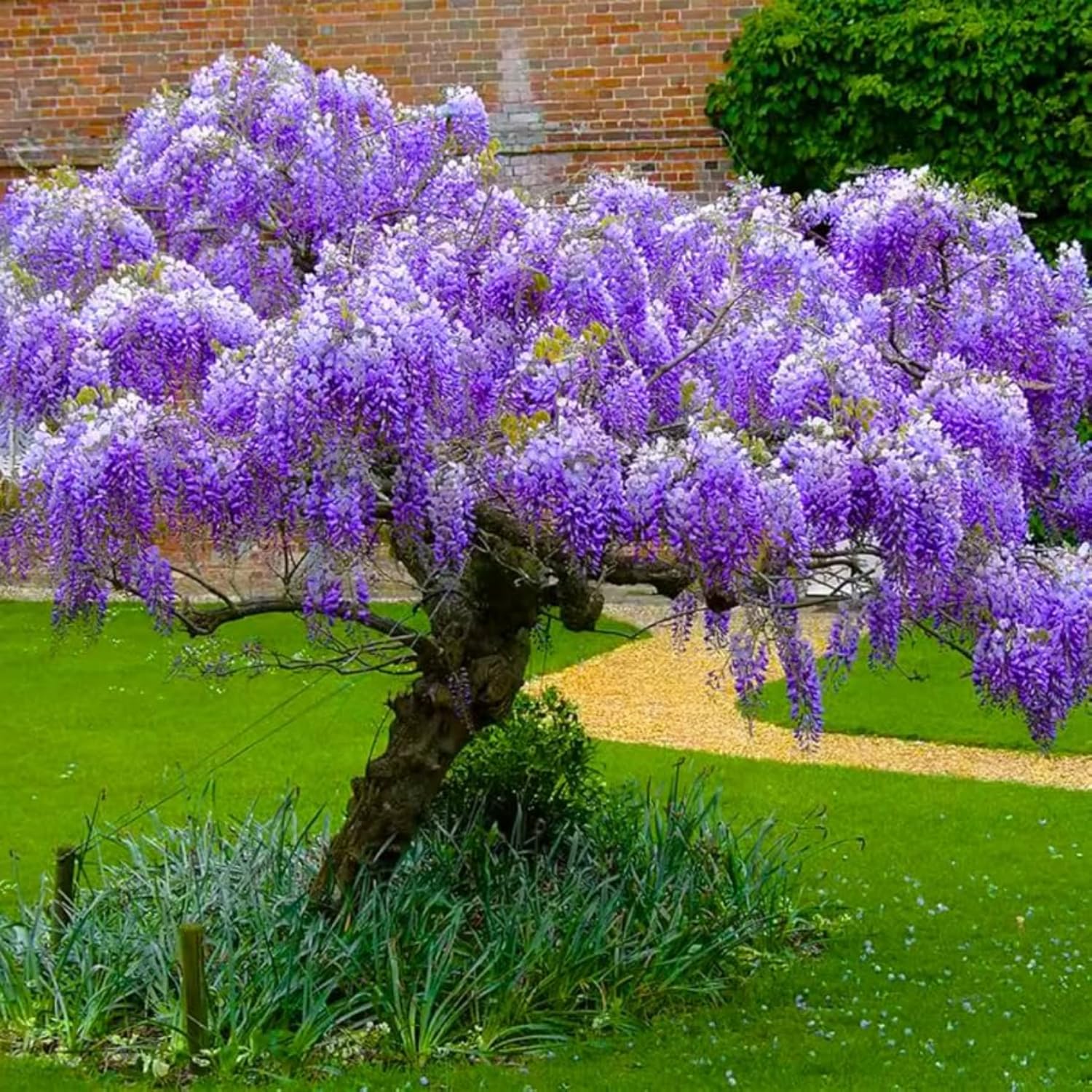 Wisteria Bushes Live Plant, 8-12'' Tall Well Rooted, Purple Flowering Vine for Outdoor Growing (Purple Wisteria)