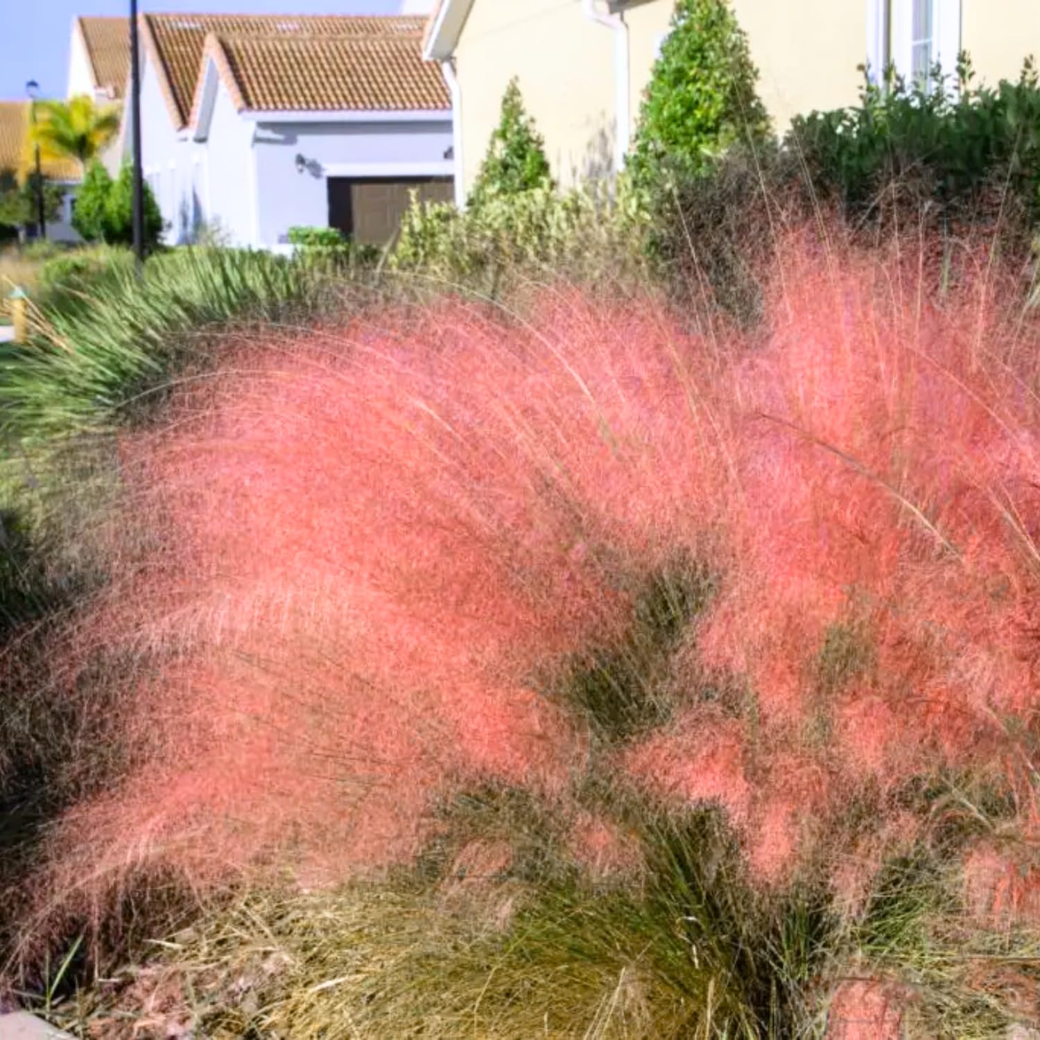 2 Ruby Muhly Grass Plants Live, Tall Ornamental Perennial Grass for Landscaping, 5-9 Inch Height Well Rooted